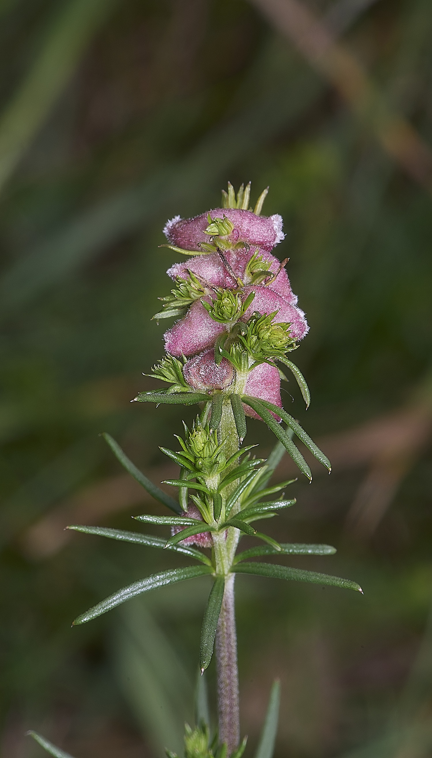 CranwichCampBedstrawGall080625-2