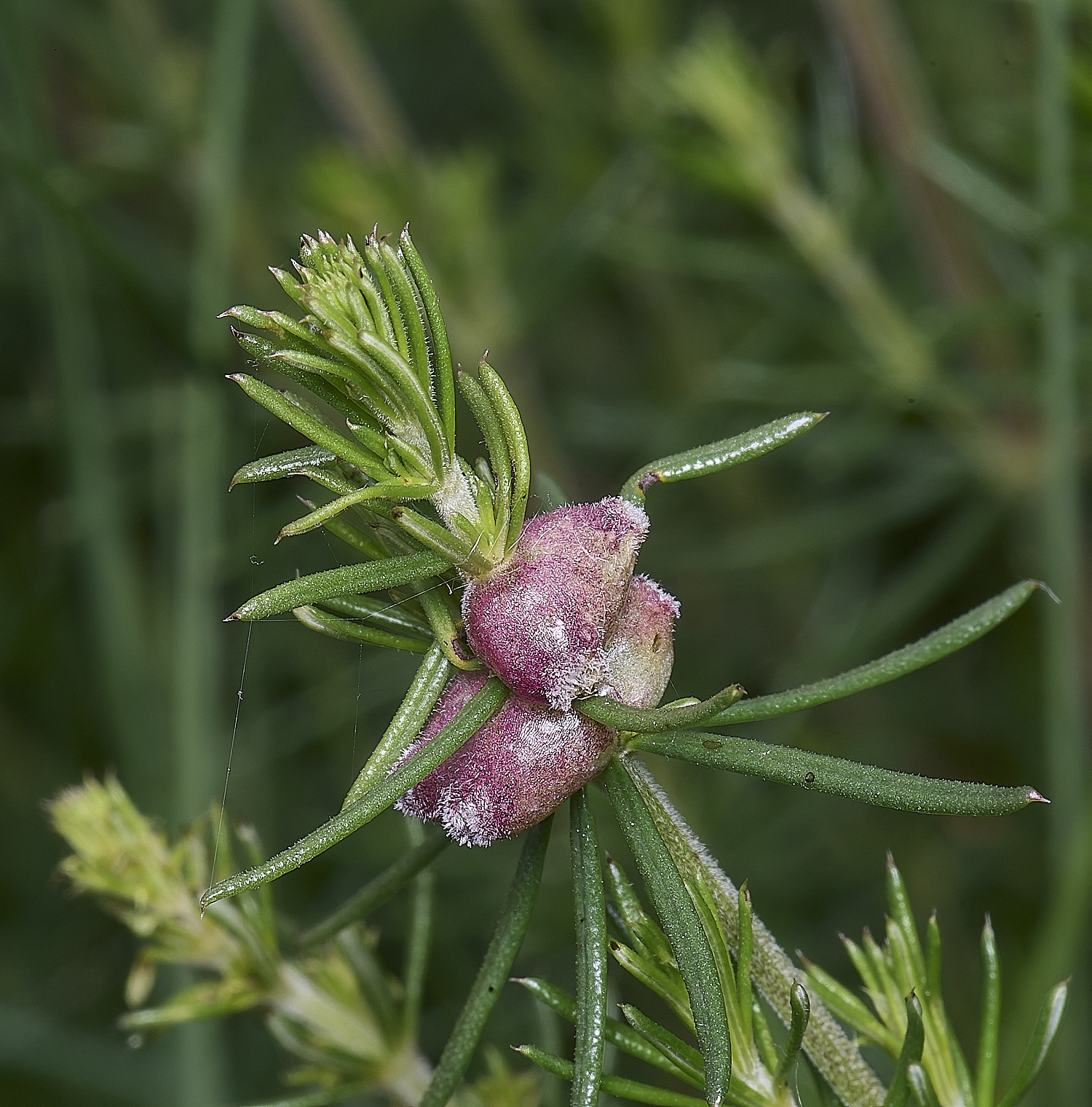 CranwichCampBedstrawGallGall080625-1