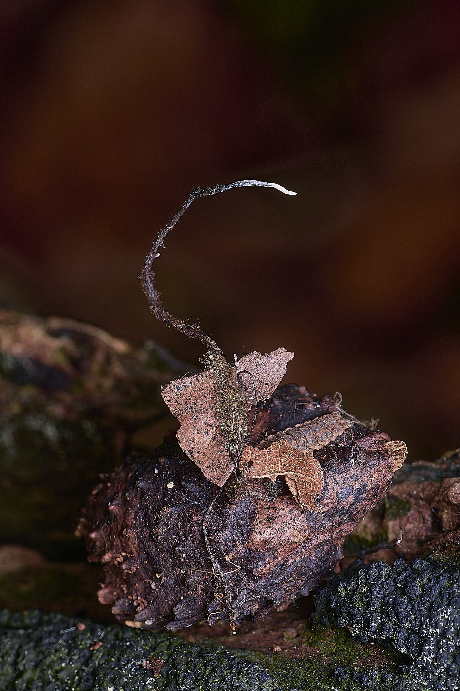 CranwichCampBeechMastCandlesnuff080625-1 1