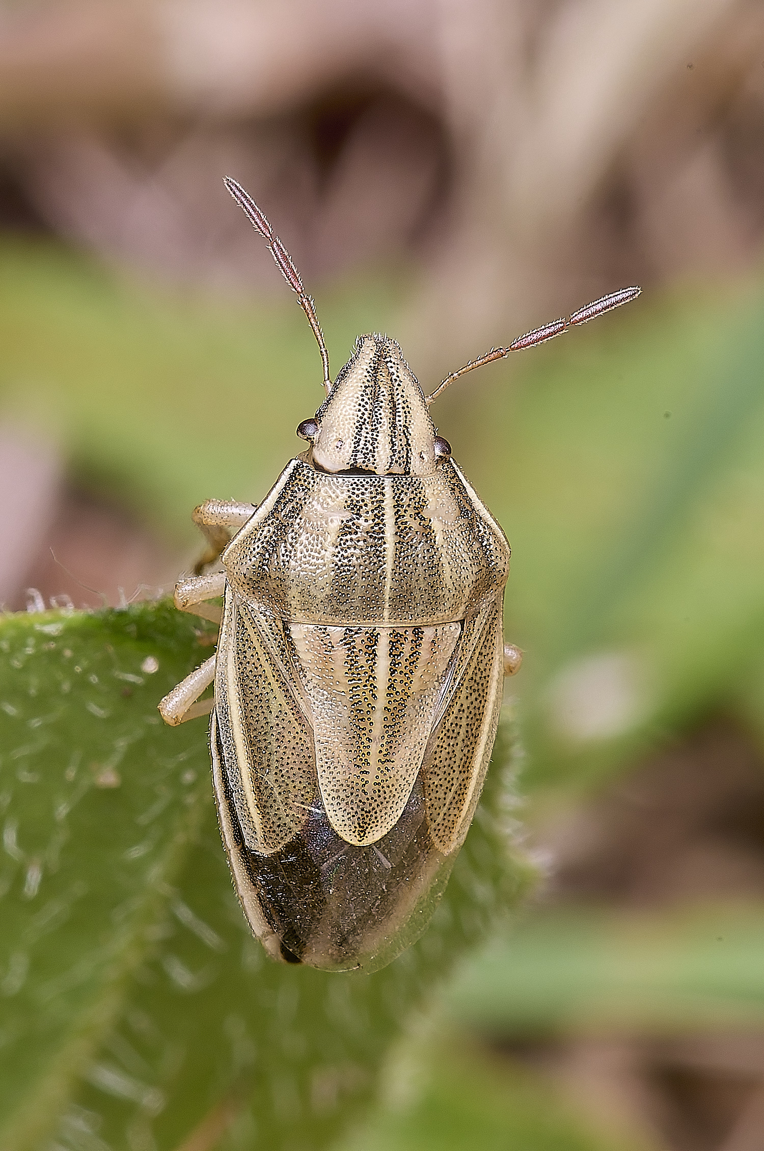 CranwichCampBishopMitre080625-1