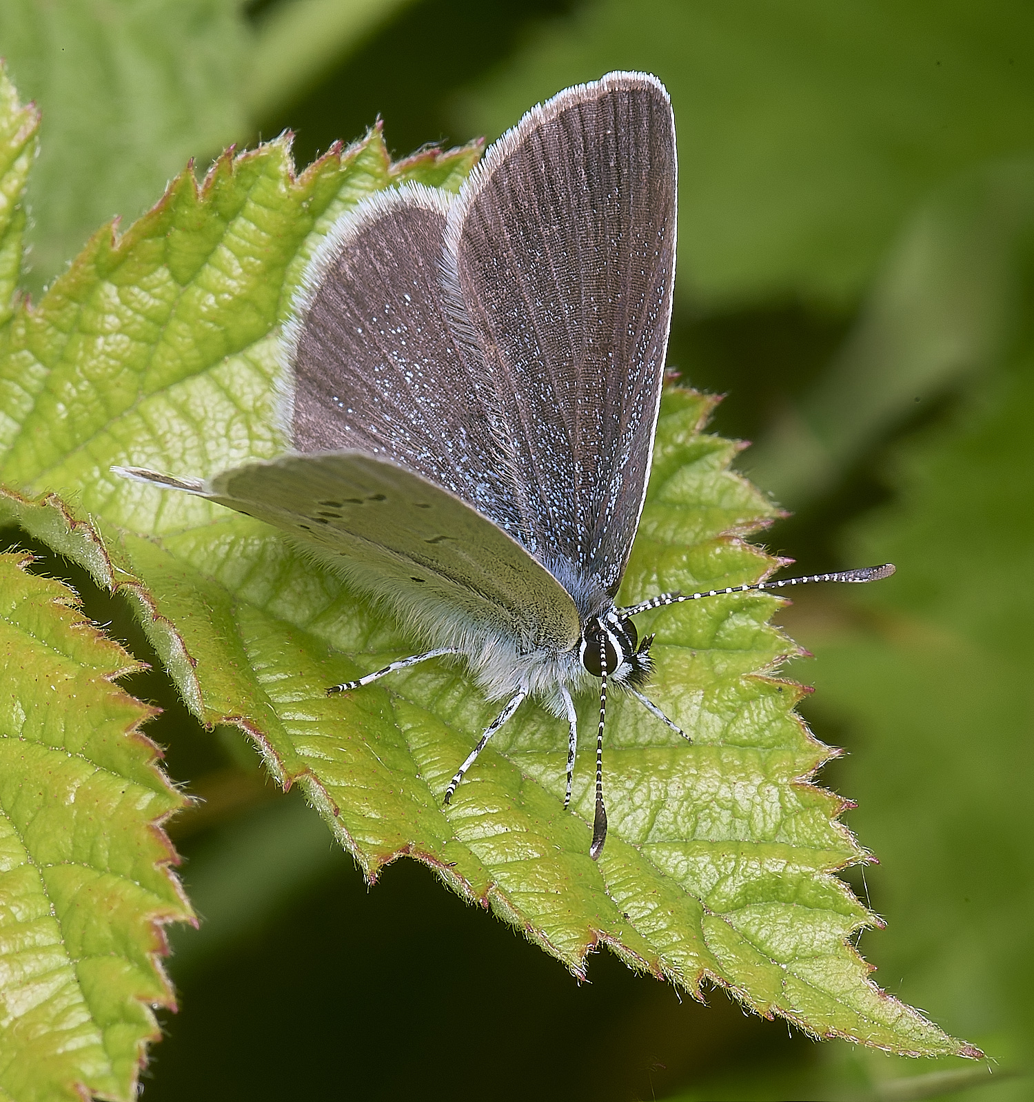 CranwichCampBlue080625-2