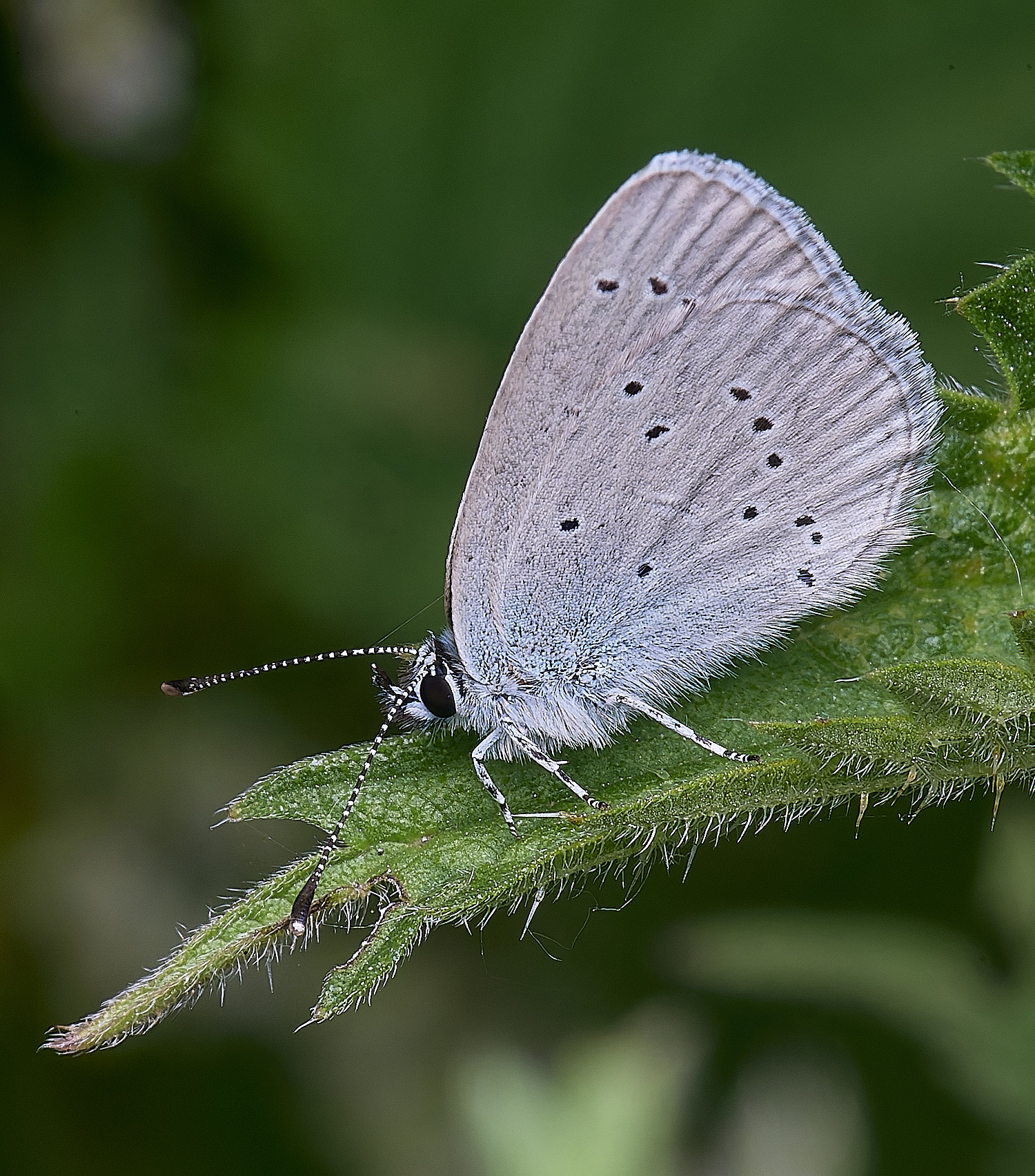 CranwichCampBlue080625-6