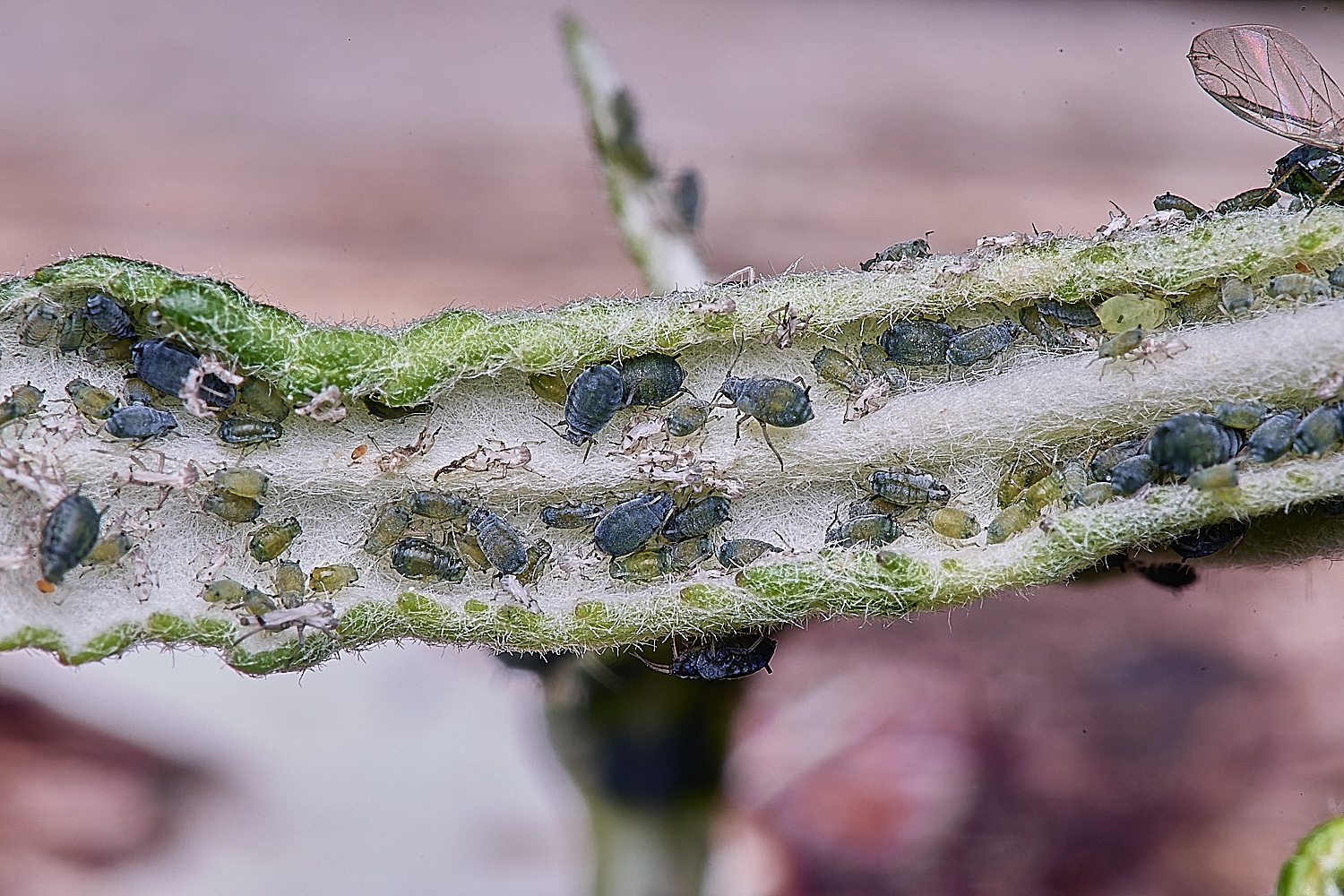 CranwichCampBuddleja080625-1