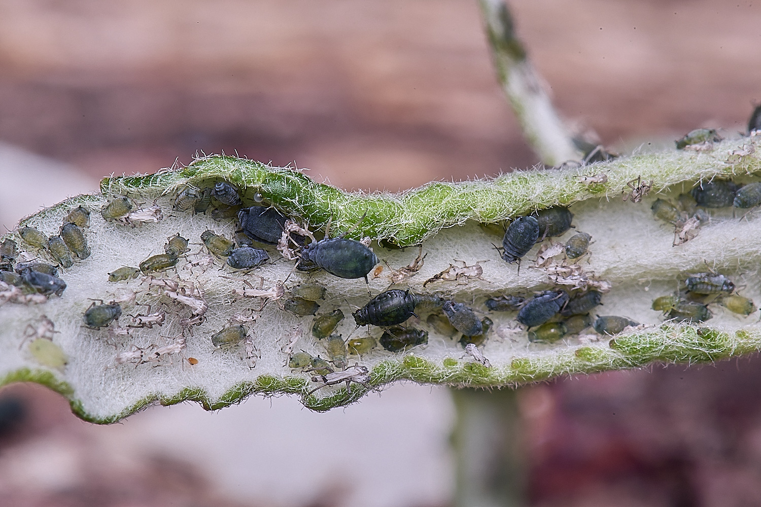 CranwichCampBuddleja080625-2
