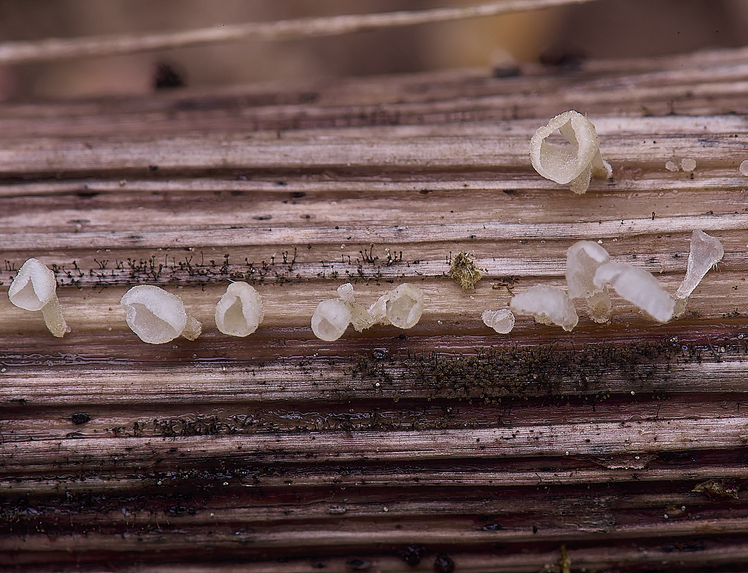 CranwichCampCalyptella080625-2