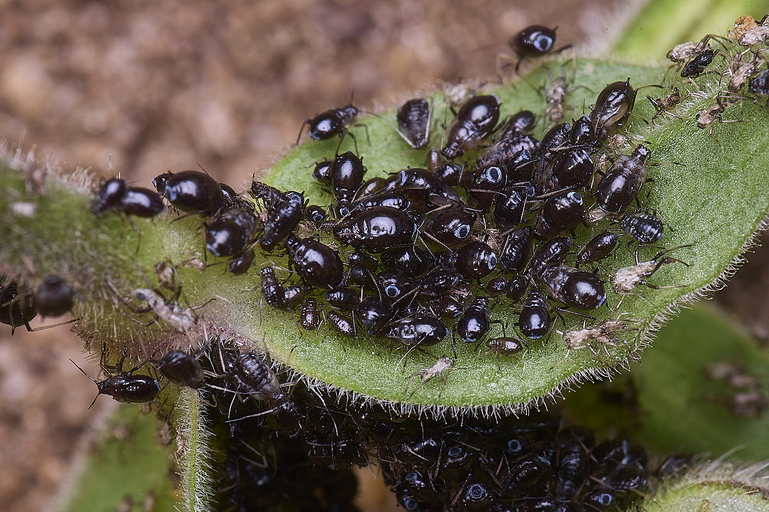 CranwichCampCampionAphid080625-1