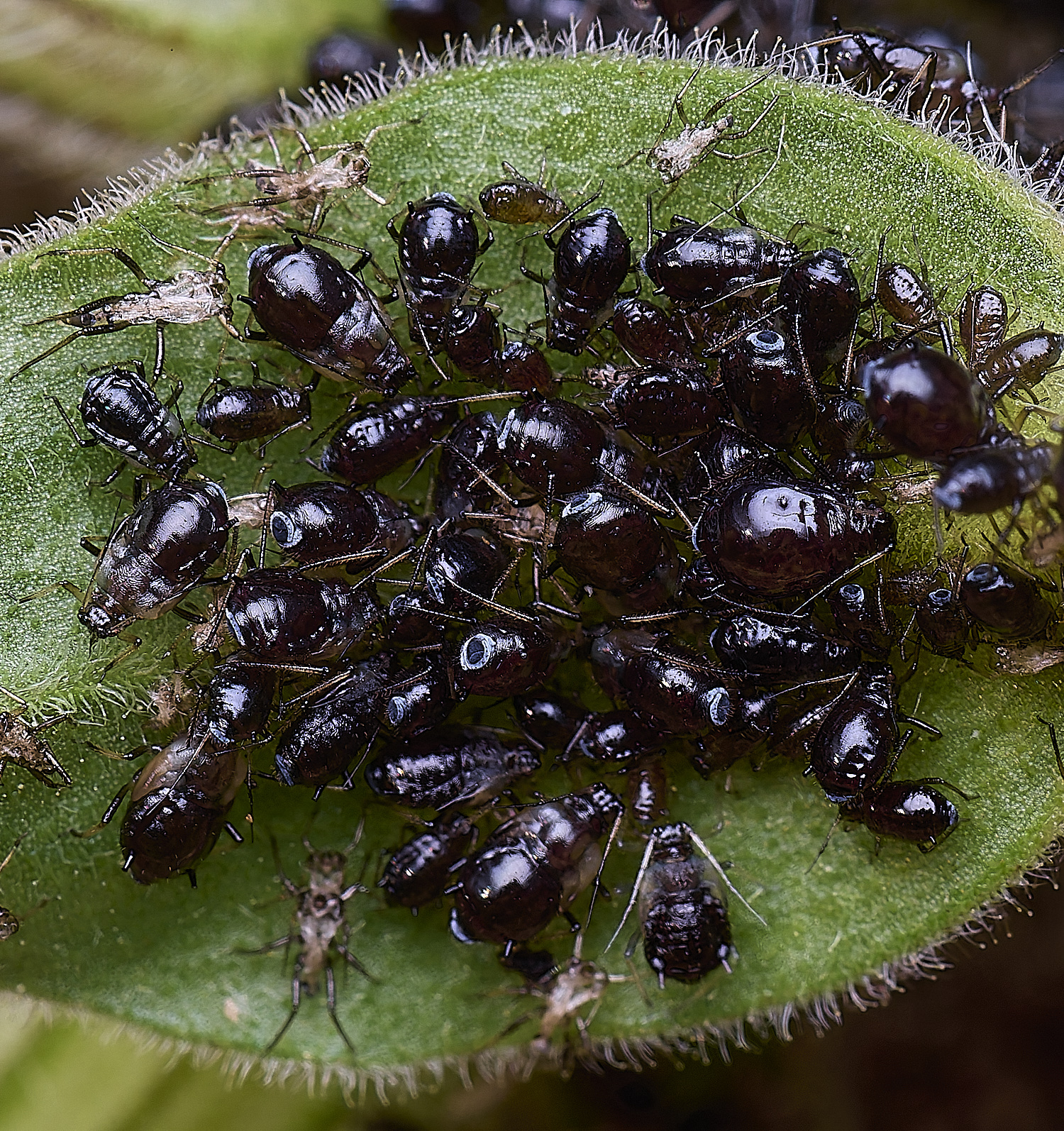 CranwichCampCampionAphid080625-2