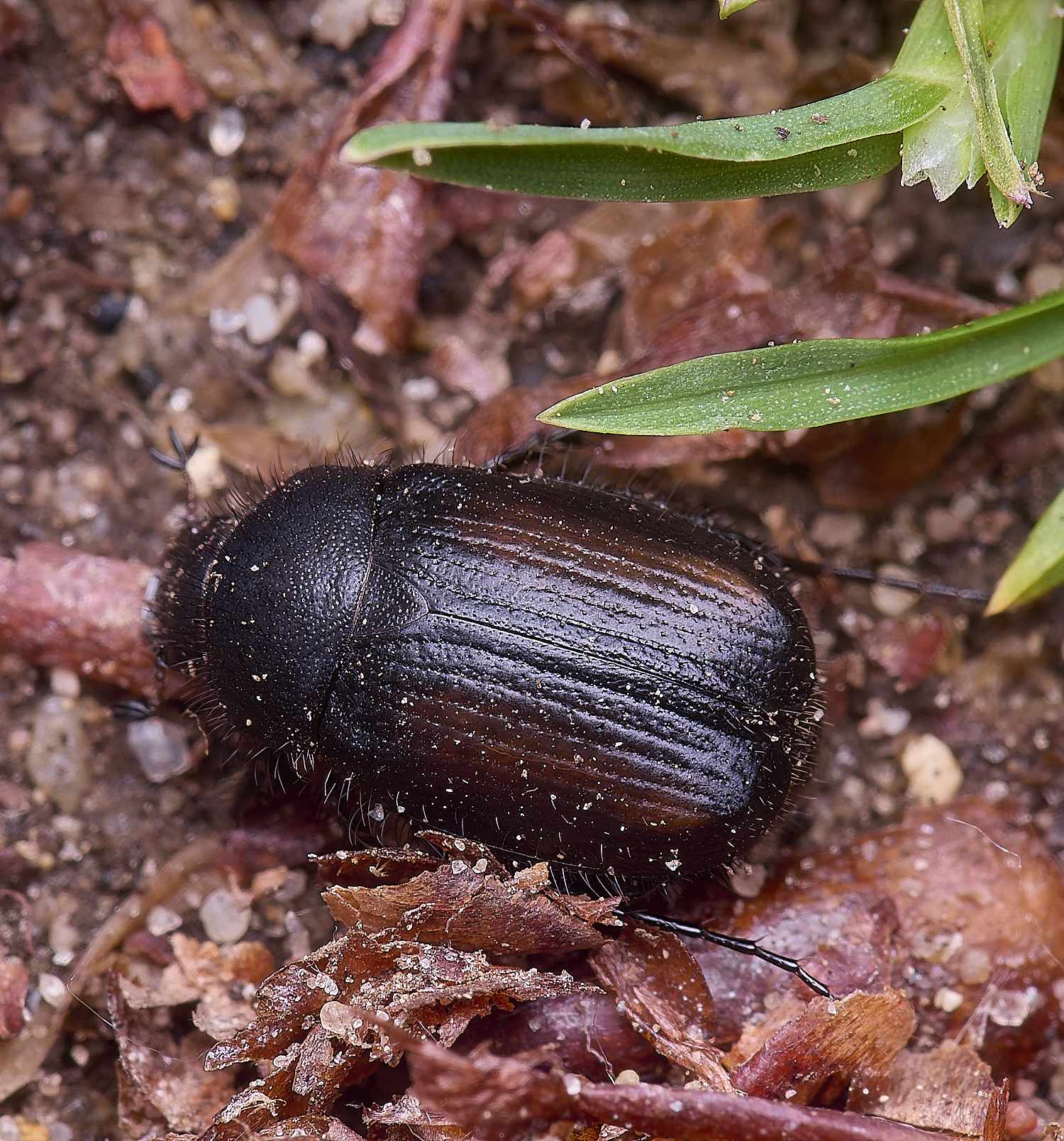 CranwichCampChafer080625-1