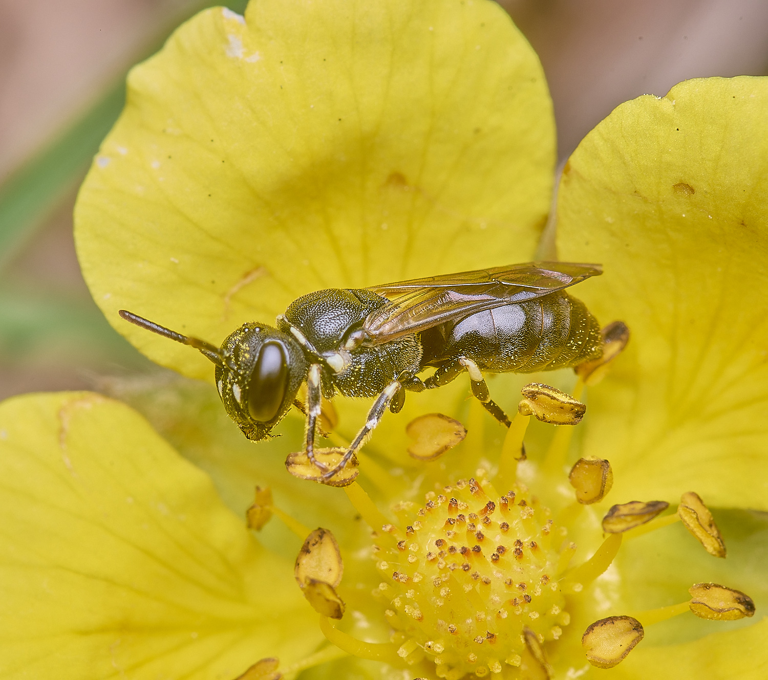 CranwichCampChalkTellowFace080625-1