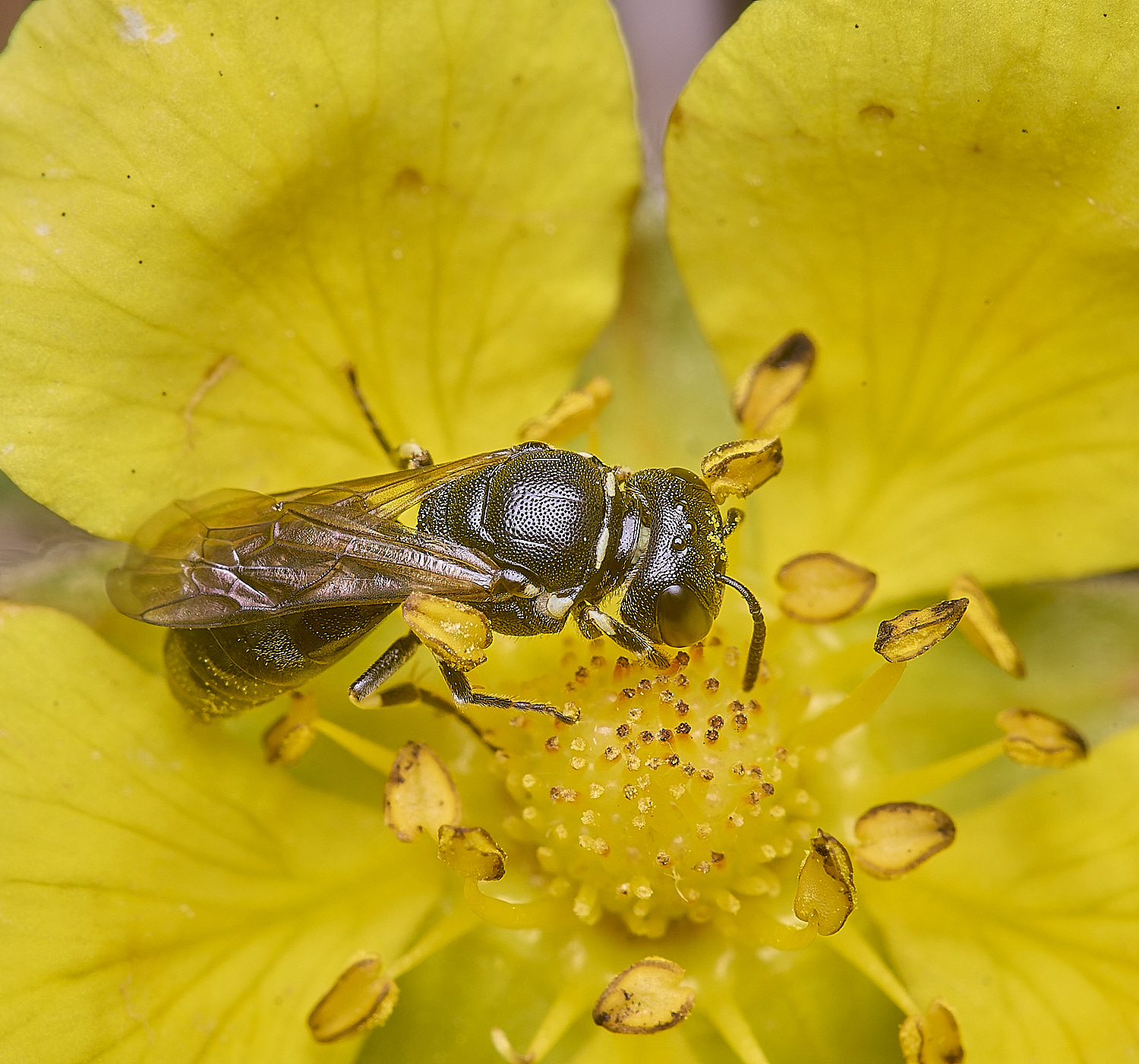CranwichCampChalkTellowFace080625-3