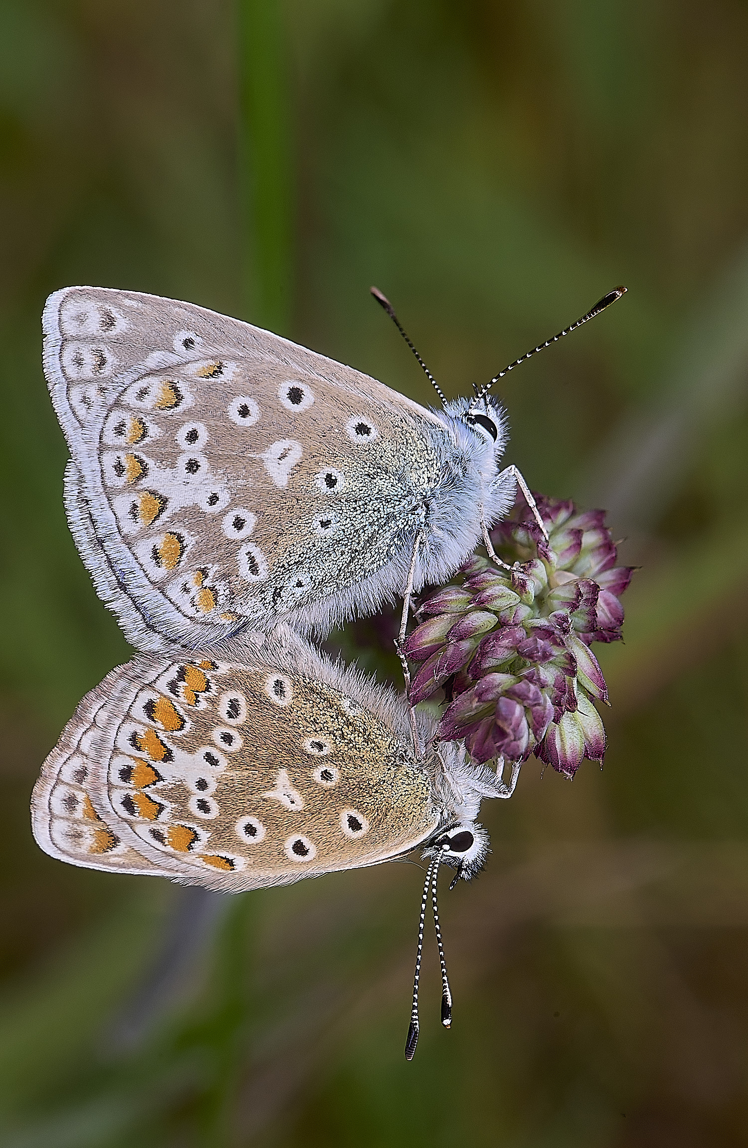 CranwichCampCommonBlue080625-2