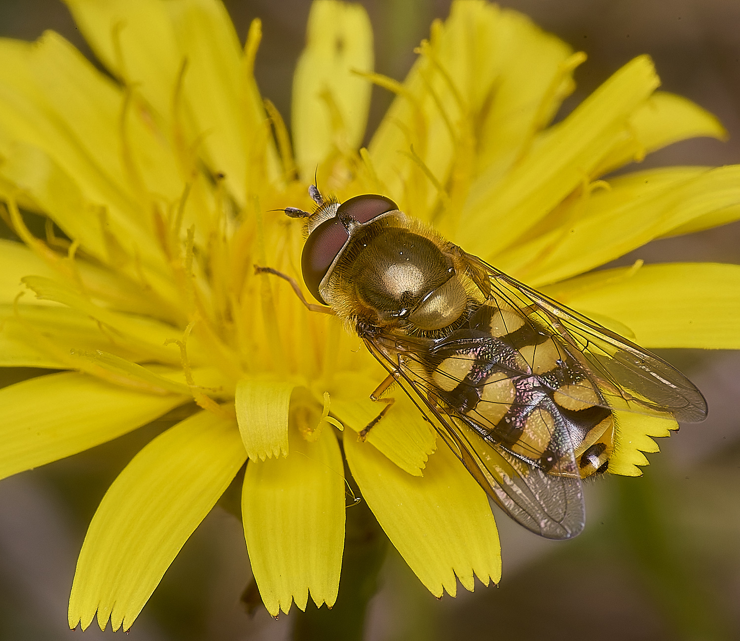 CranwichCampEluniger080625-10