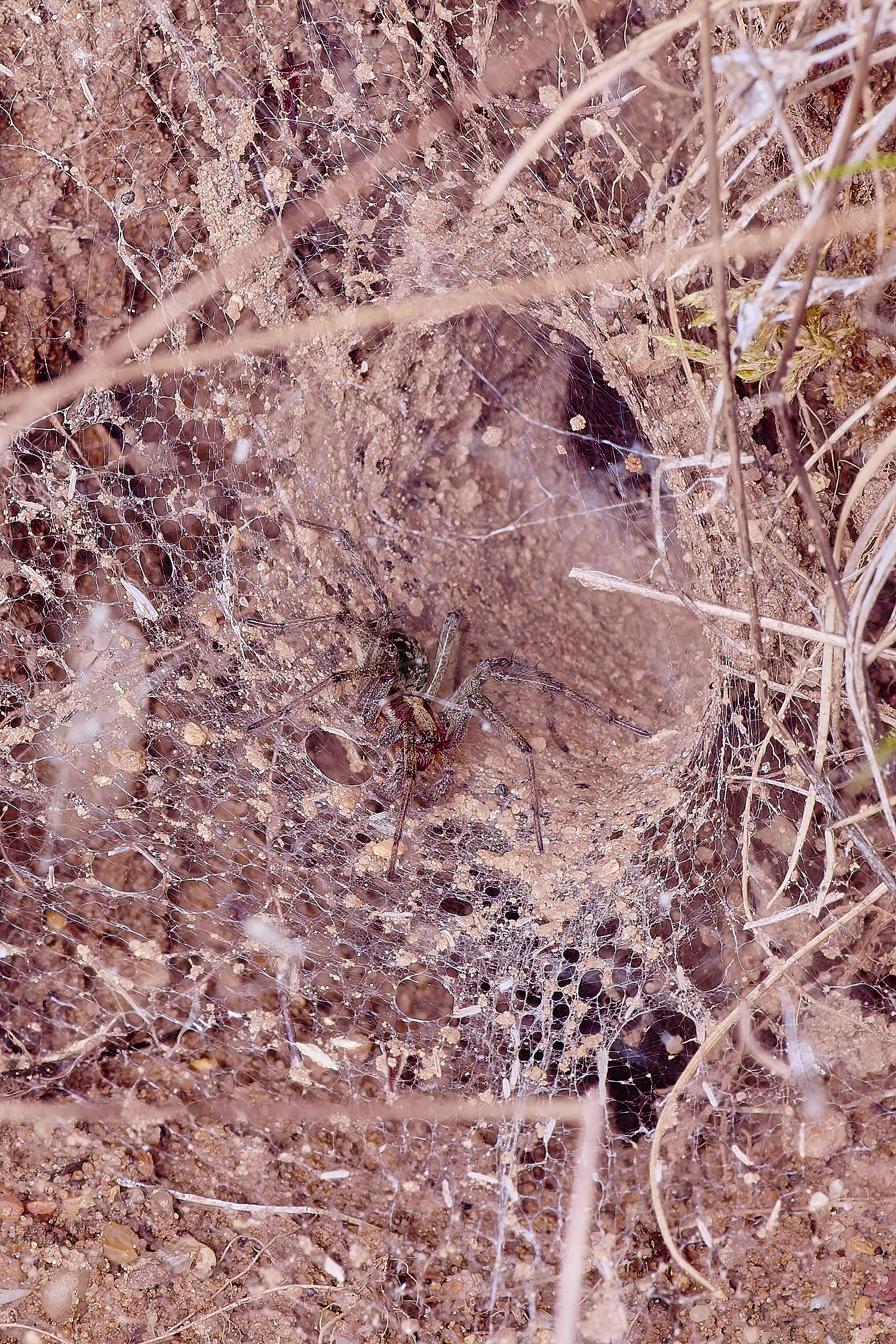 CranwichCampFunnelSpoder080625-2