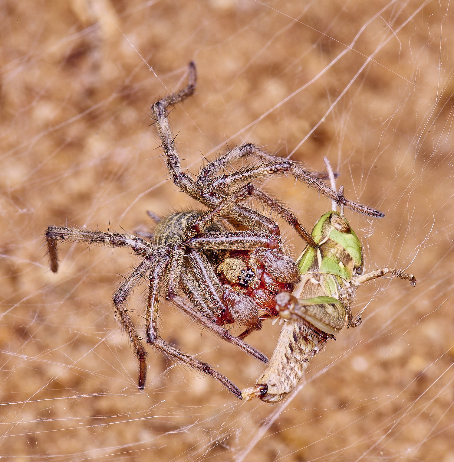 CranwichCampFunnelSpoder080625-3