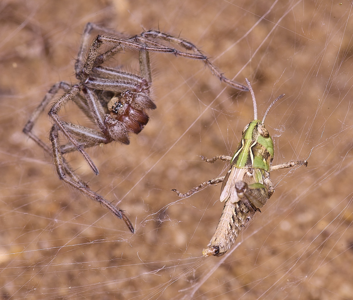 CranwichCampFunnelSpoder080625-5