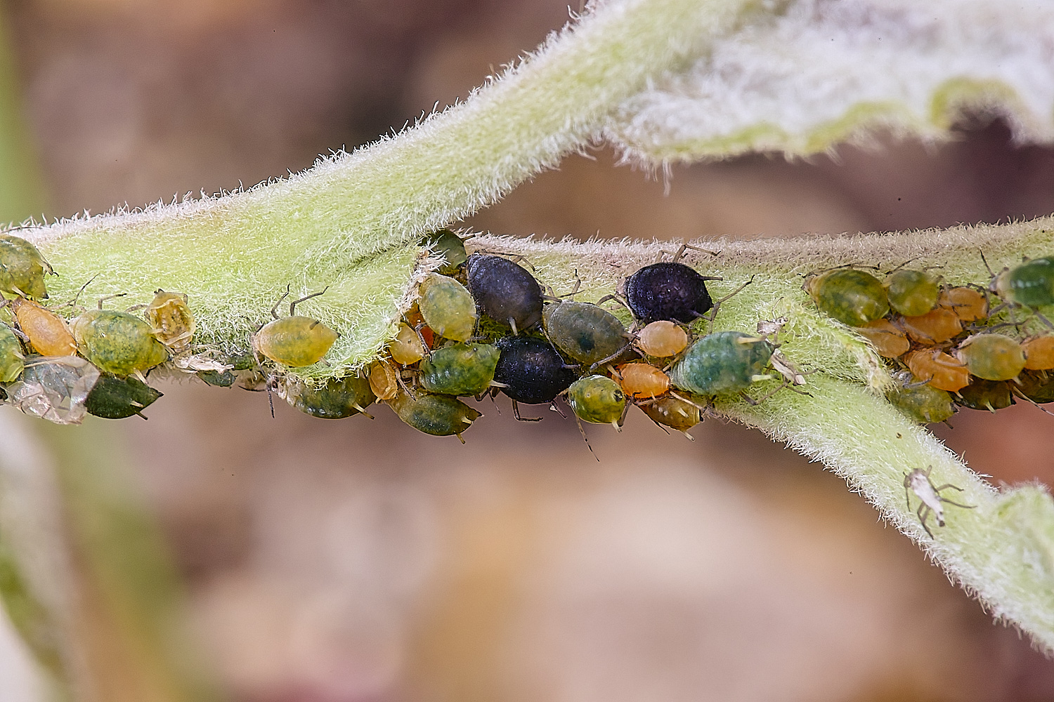CranwichCampGreenOrangeBlackAphids080625-1