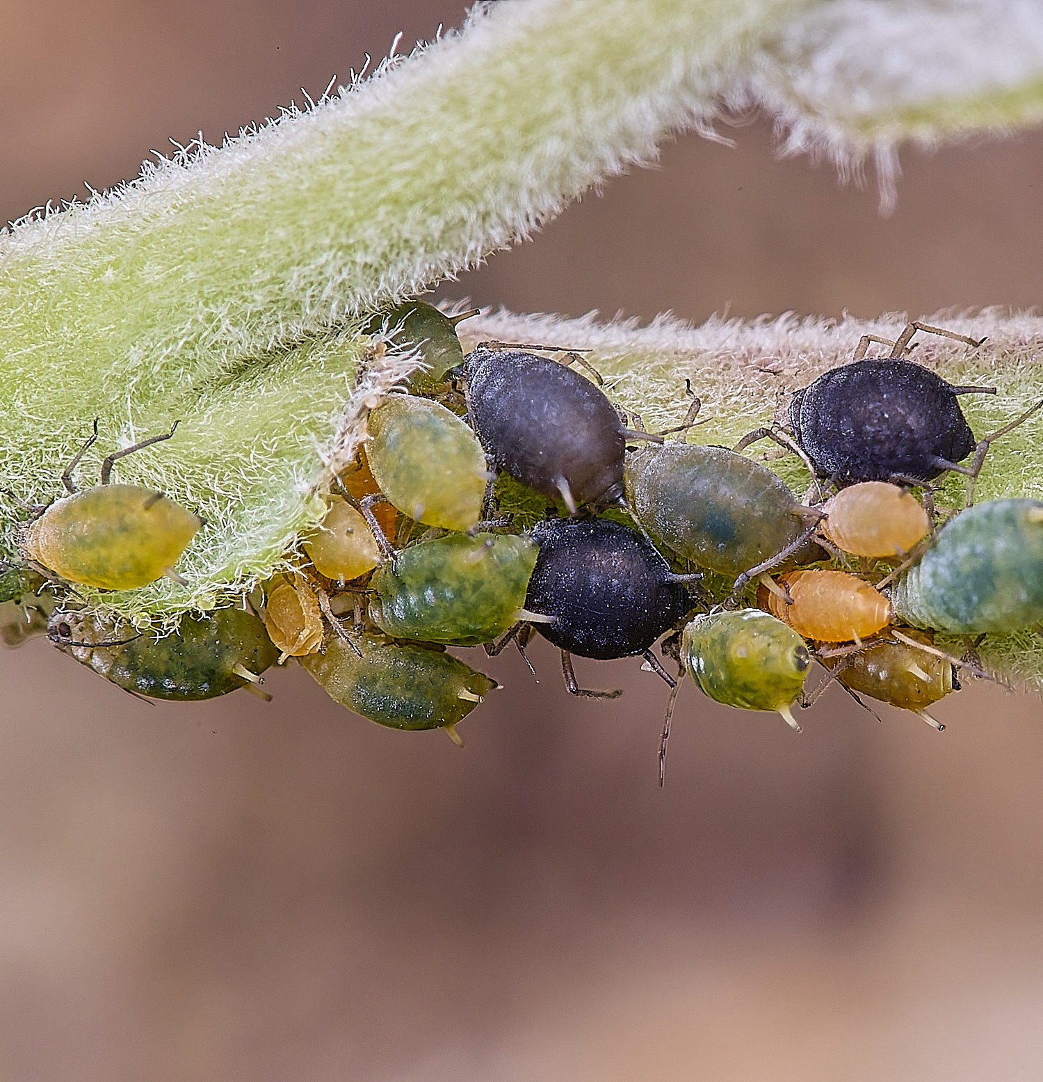 CranwichCampGreenOrangeBlackAphids080625-3