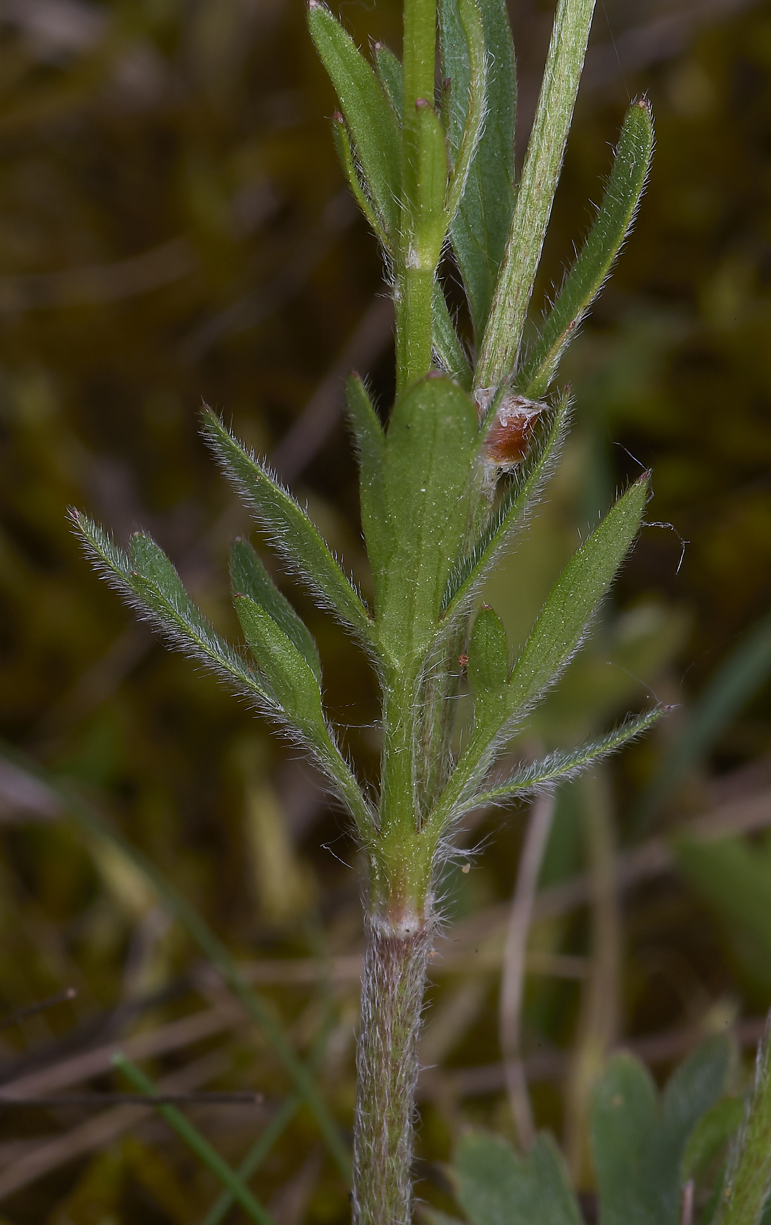 CranwichCampHairyButtercup080625-2