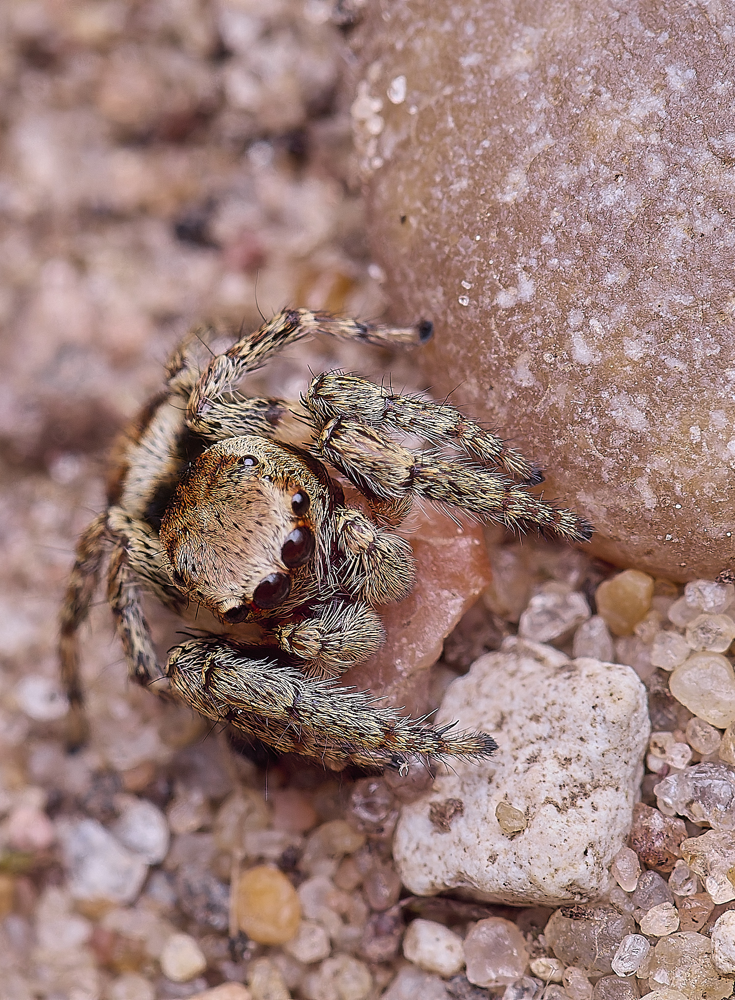 CranwichCampJumpingSpider080625-2