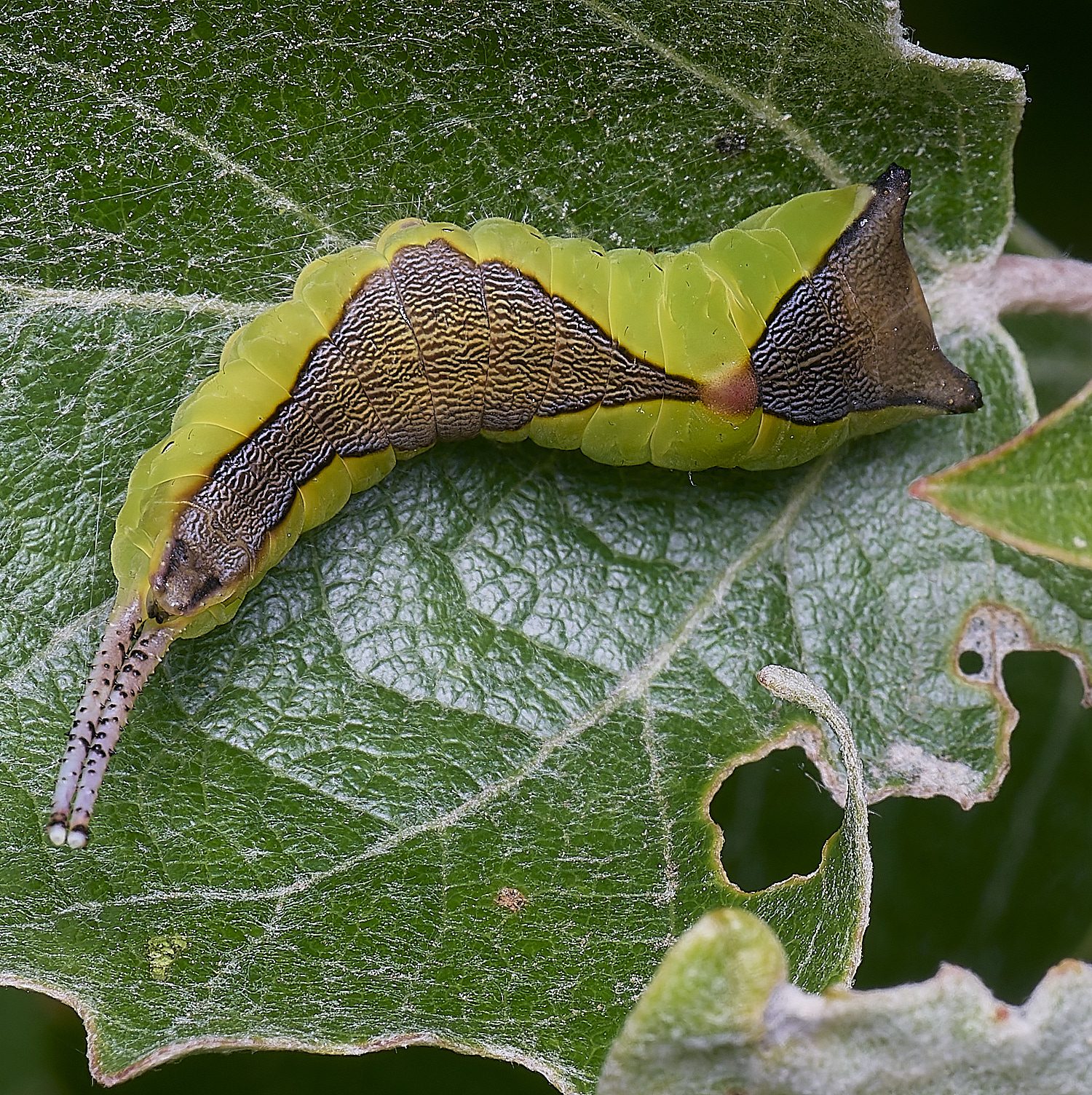 CranwichCampKitten080625-10