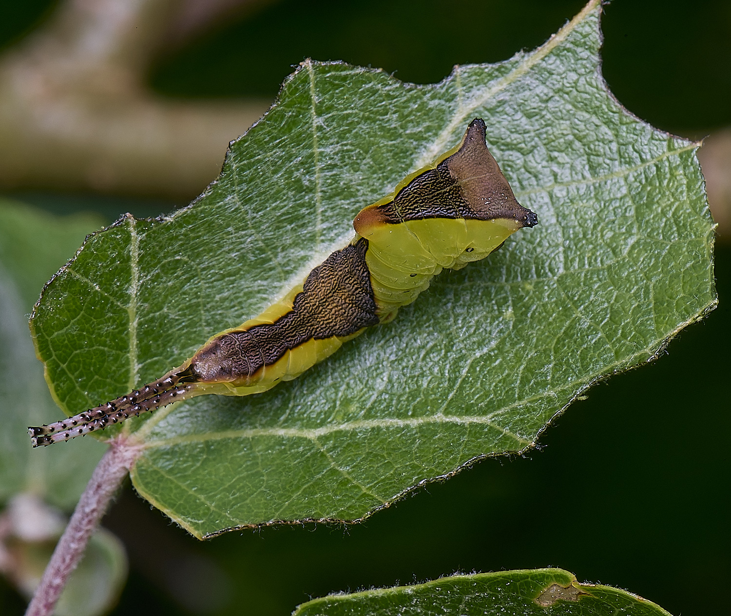 CranwichCampKitten080625-11