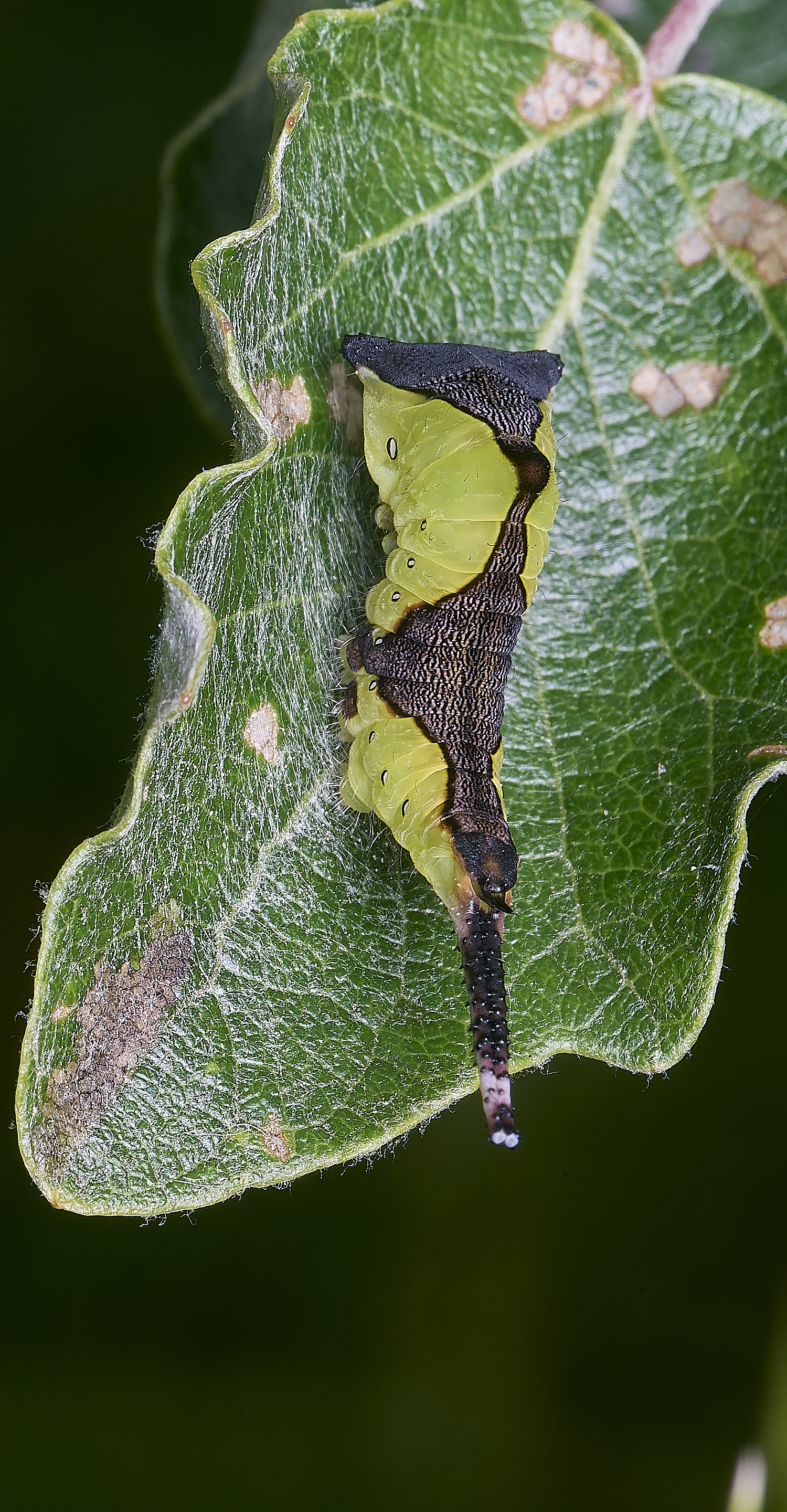 CranwichCampKitten080625-2