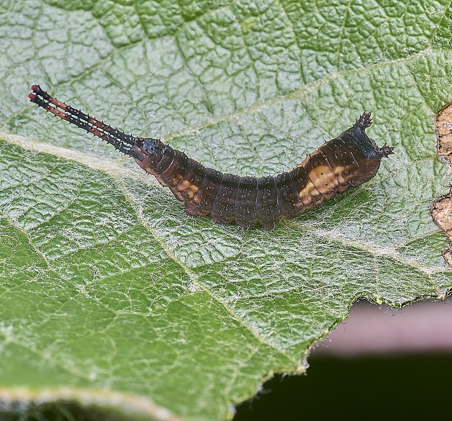 CranwichCampKitten080625-4