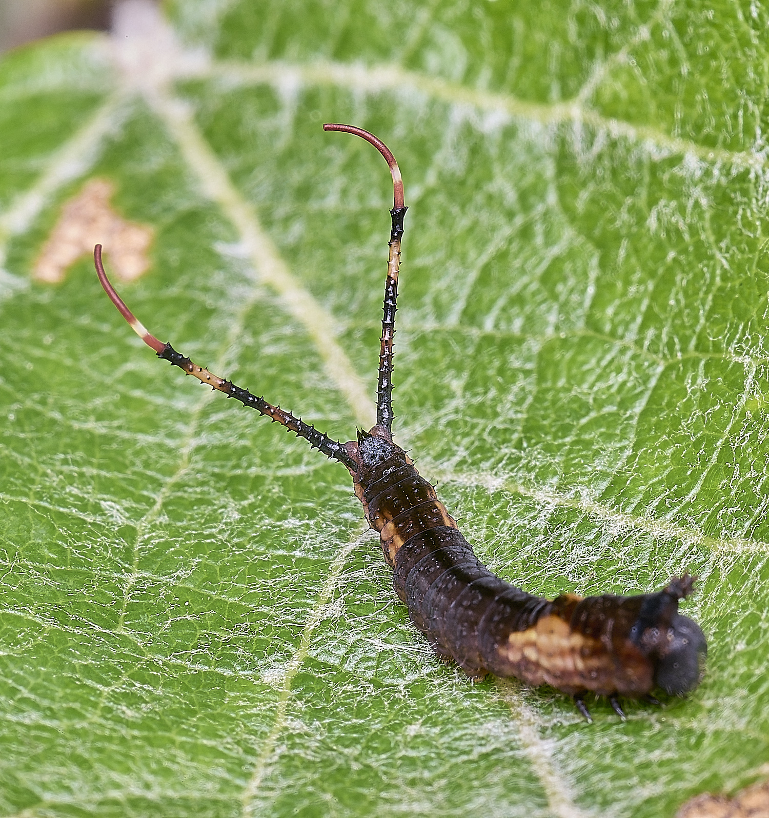 CranwichCampKitten080625-5