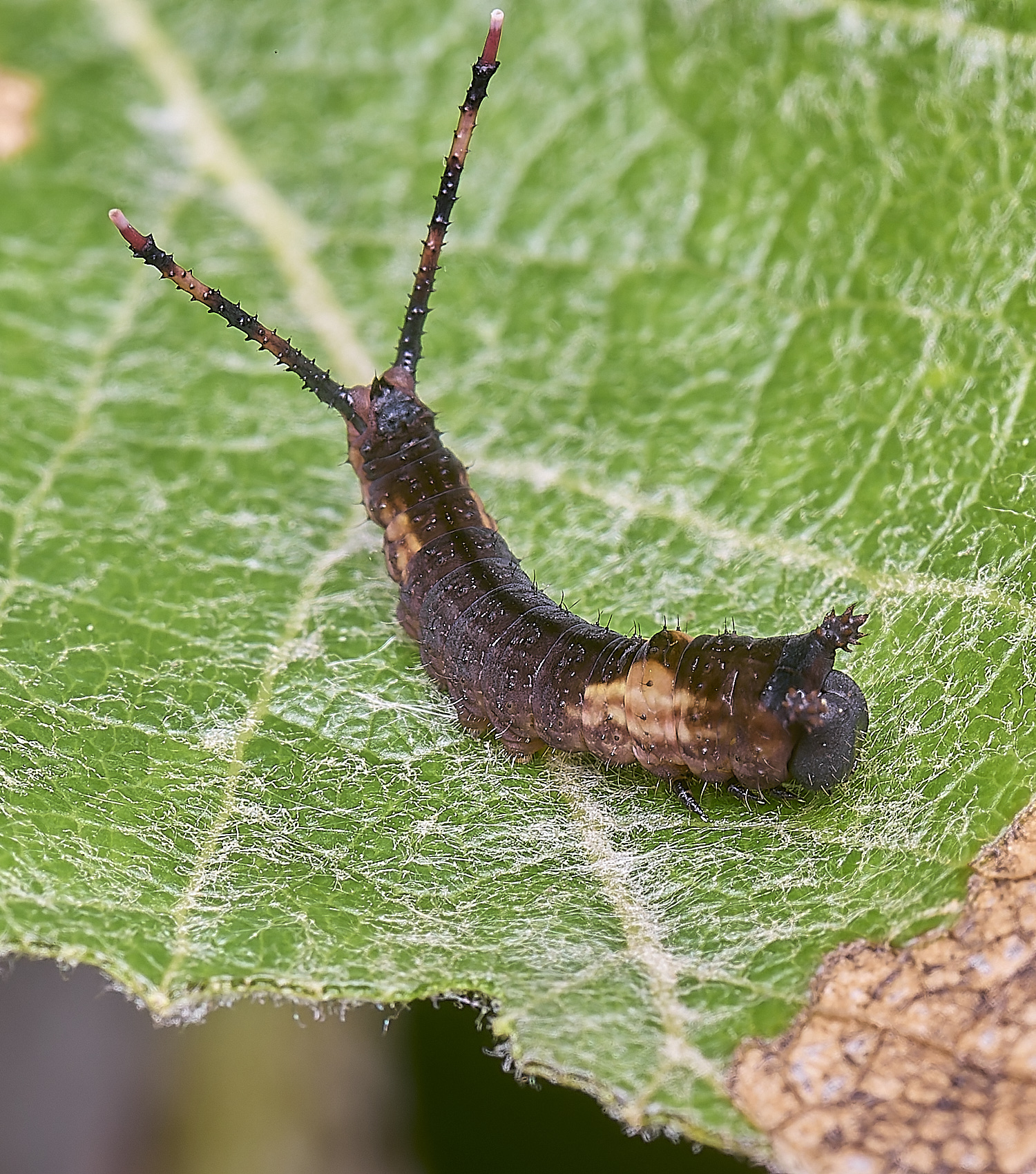 CranwichCampKitten080625-6