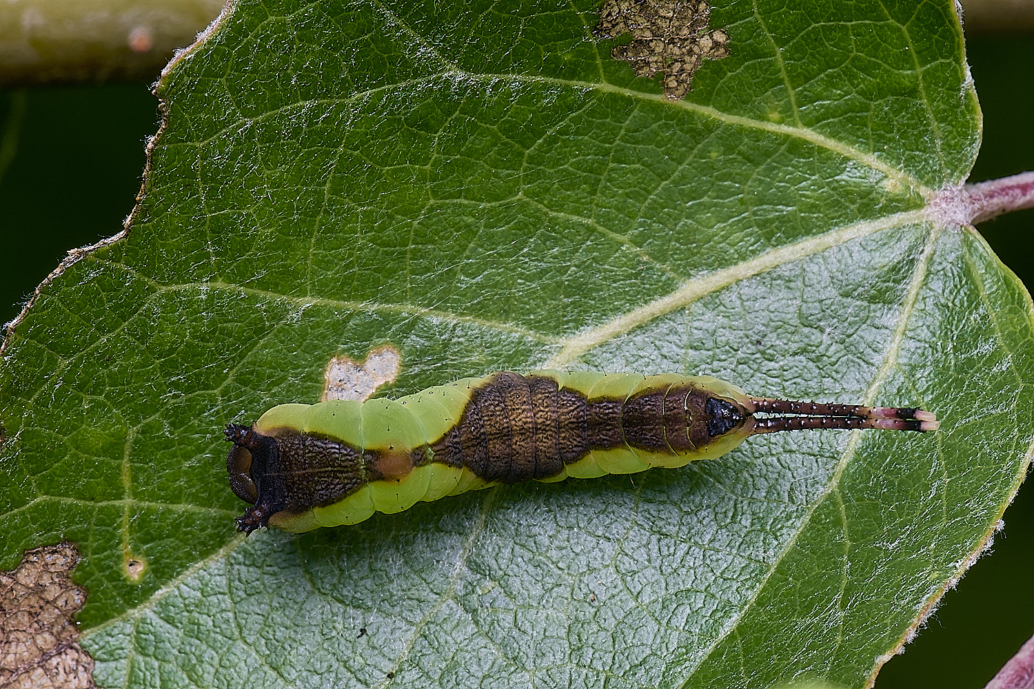 CranwichCampKitten080625-7