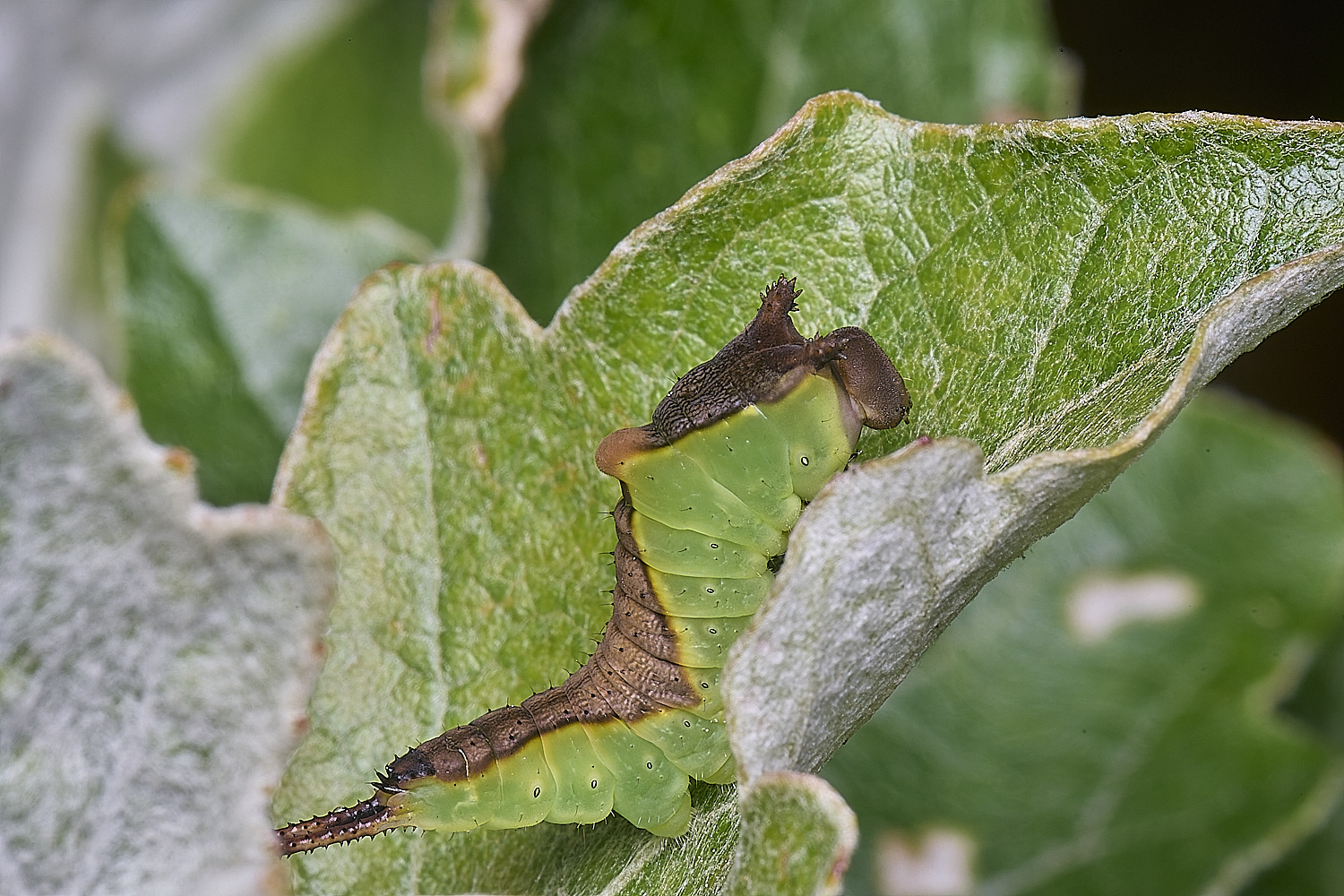 CranwichCampKitten080625-8