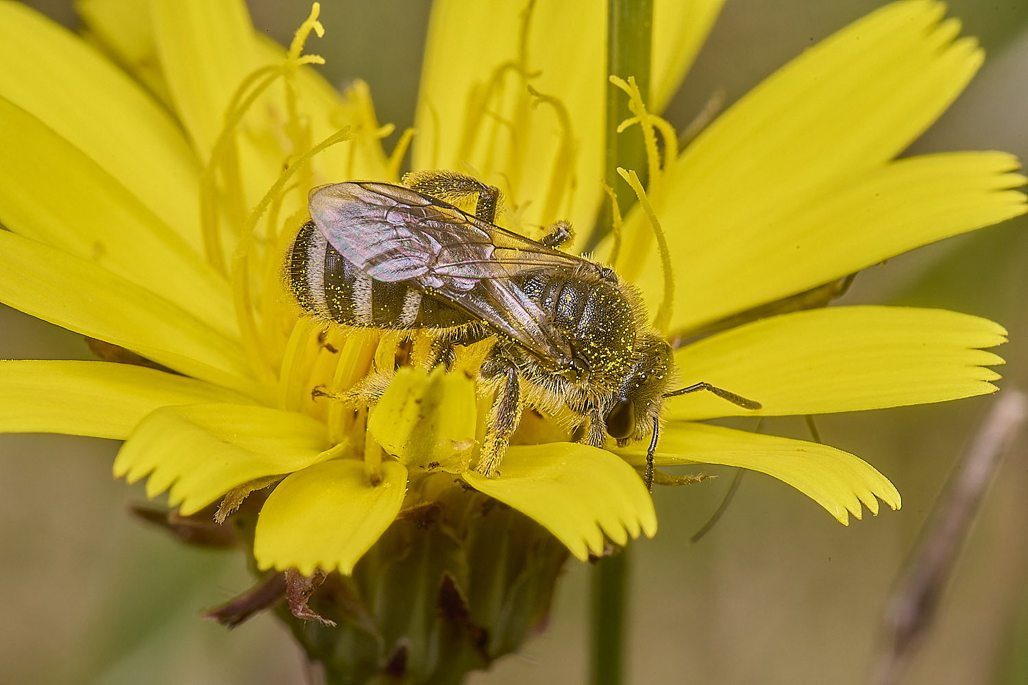 CranwichCampLleucozonium080625-12