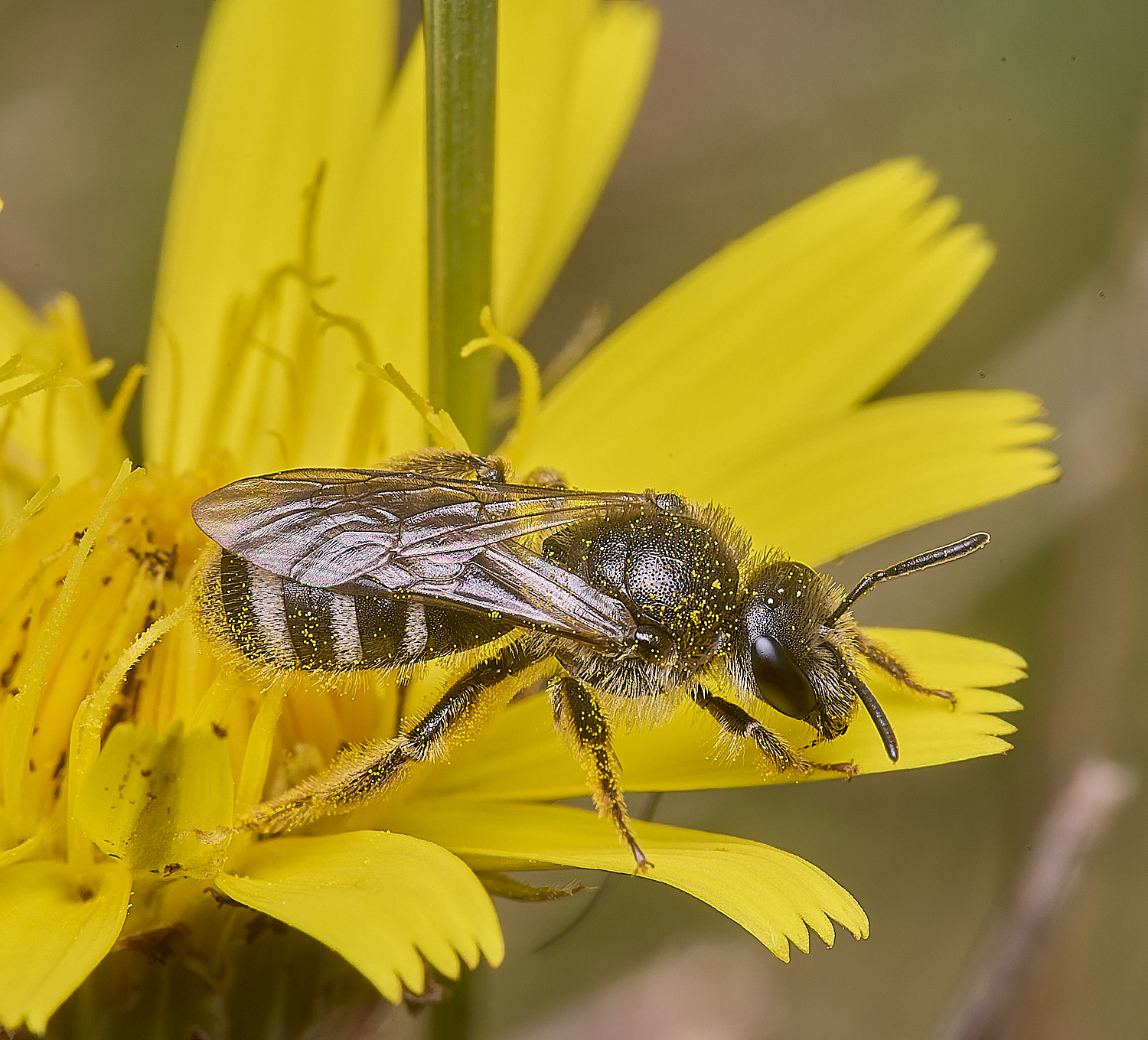 CranwichCampLleucozonium080625-13