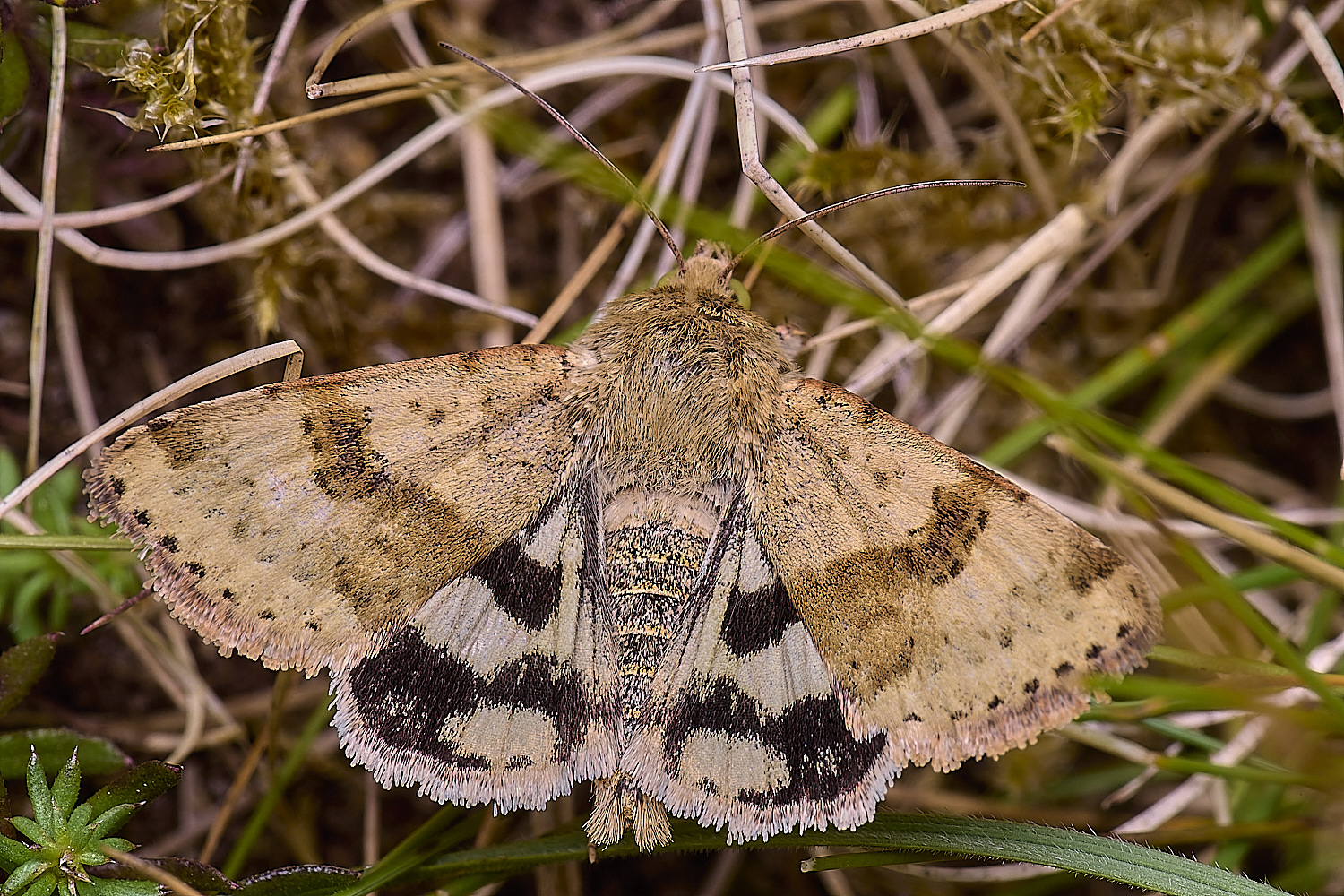 CranwichCampMarbleCarpet080625-1