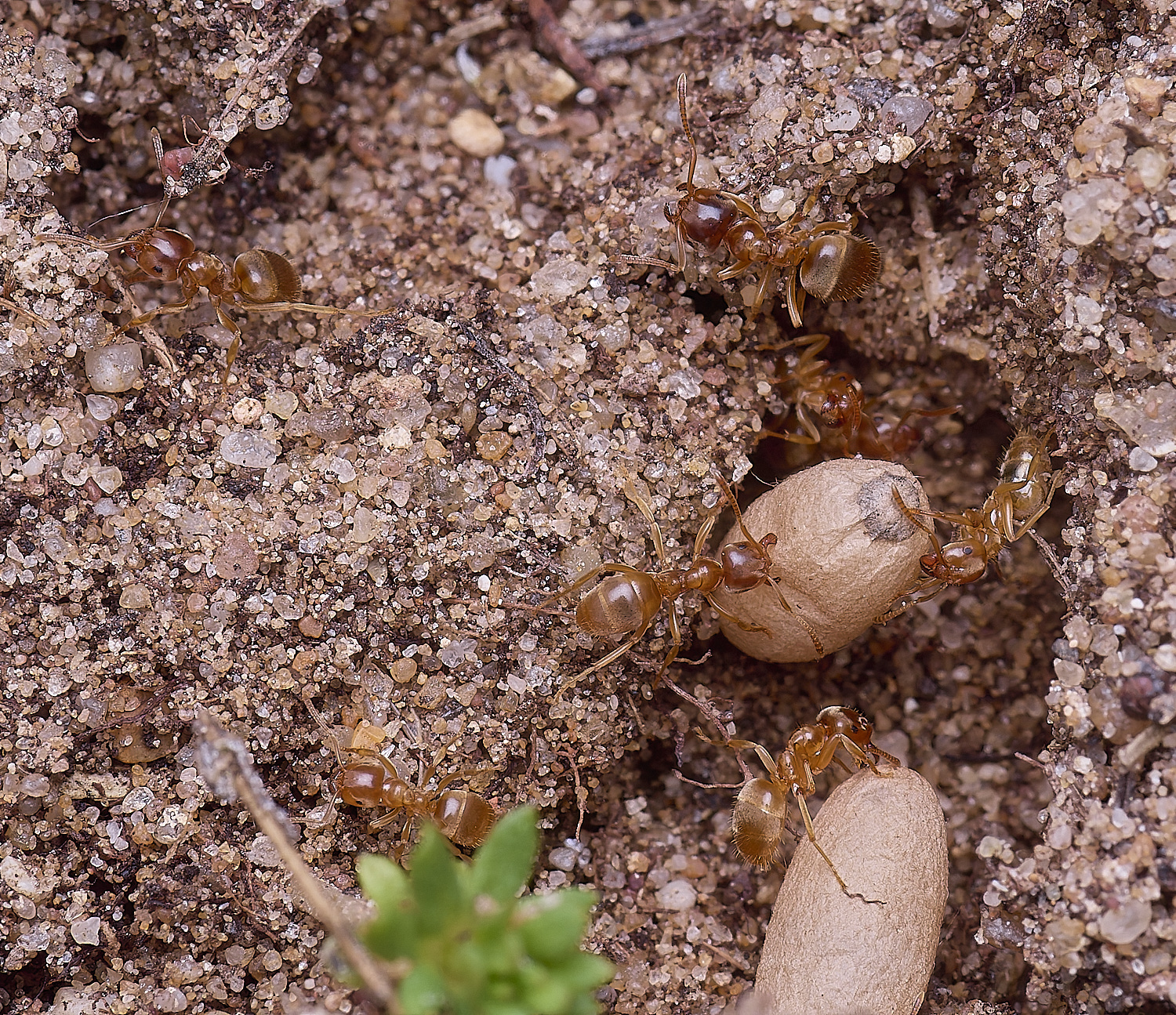 CranwichCampMeadowAnts080625-2