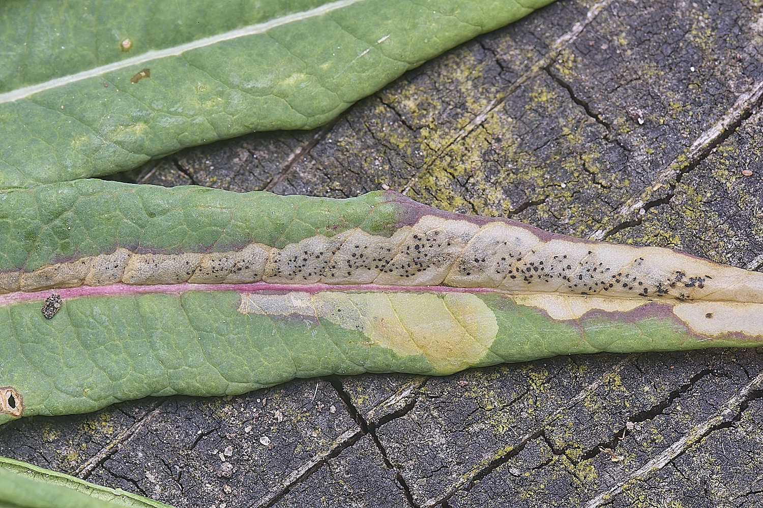 CranwichCampMompharaschkiella080625-1