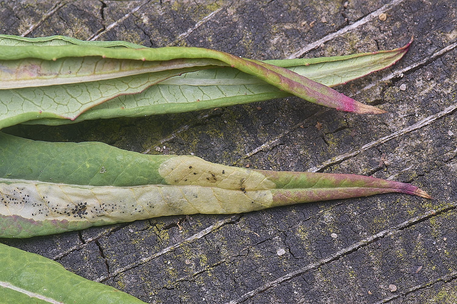 CranwichCampMompharaschkiella080625-2