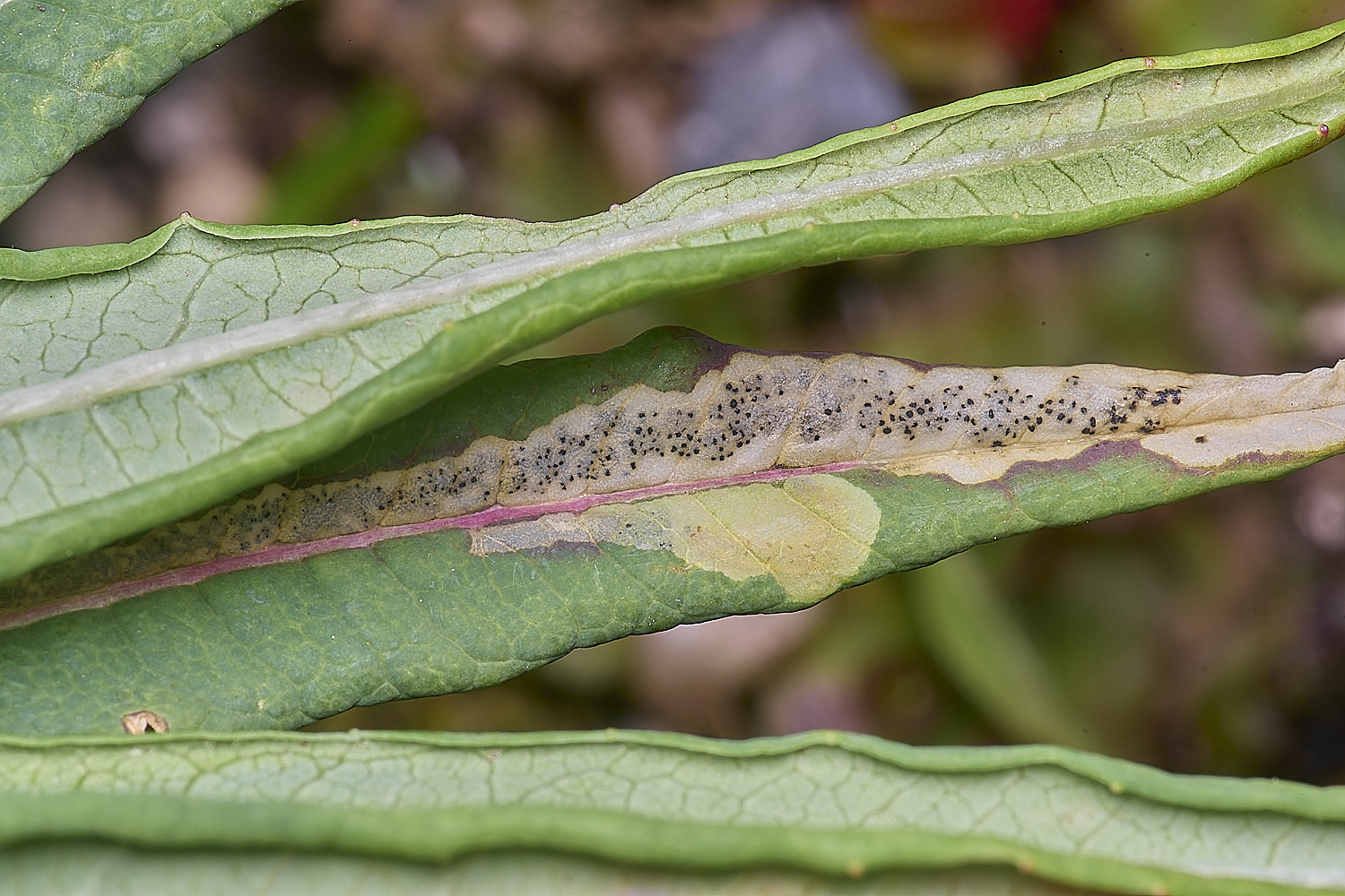 CranwichCampMompharaschkiella080625-3