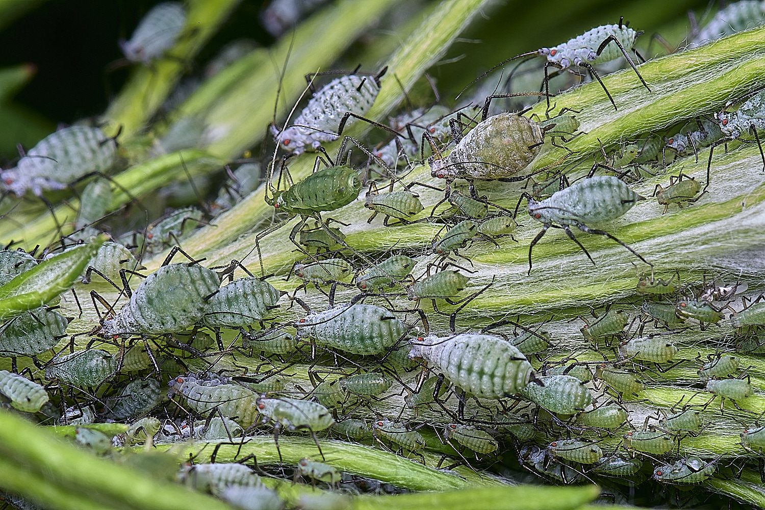 CranwichCampMugwortAphids080625-2