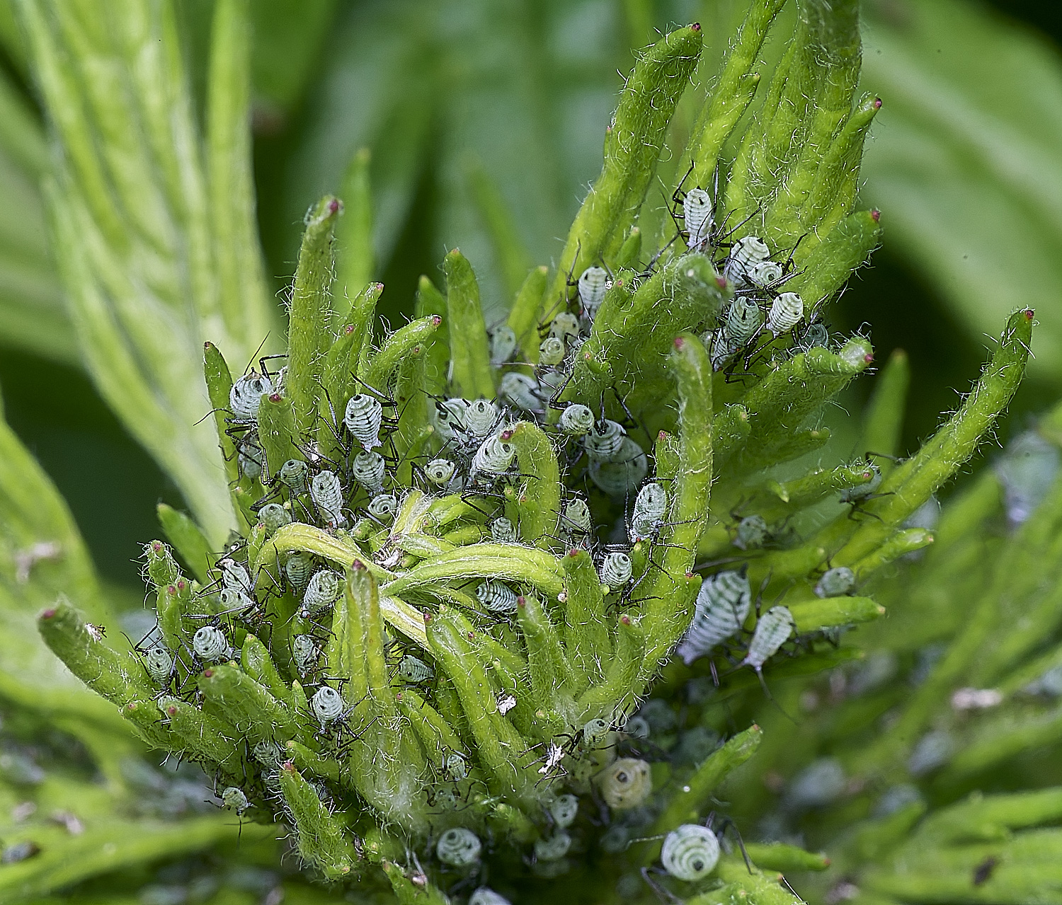 CranwichCampMugwortAphids080625-4