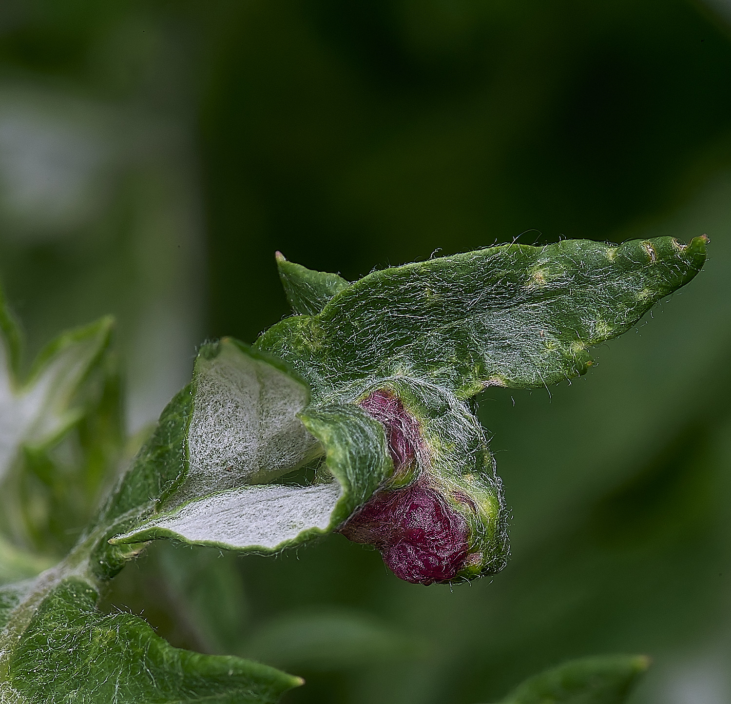 CranwichCampMugwortGall080625-1