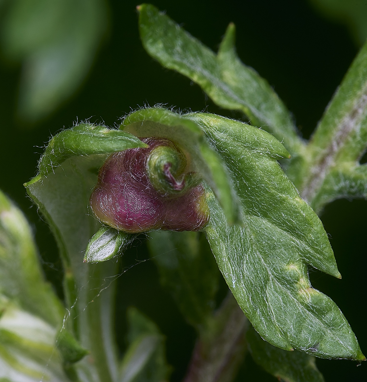 CranwichCampMugwortGall080625-2