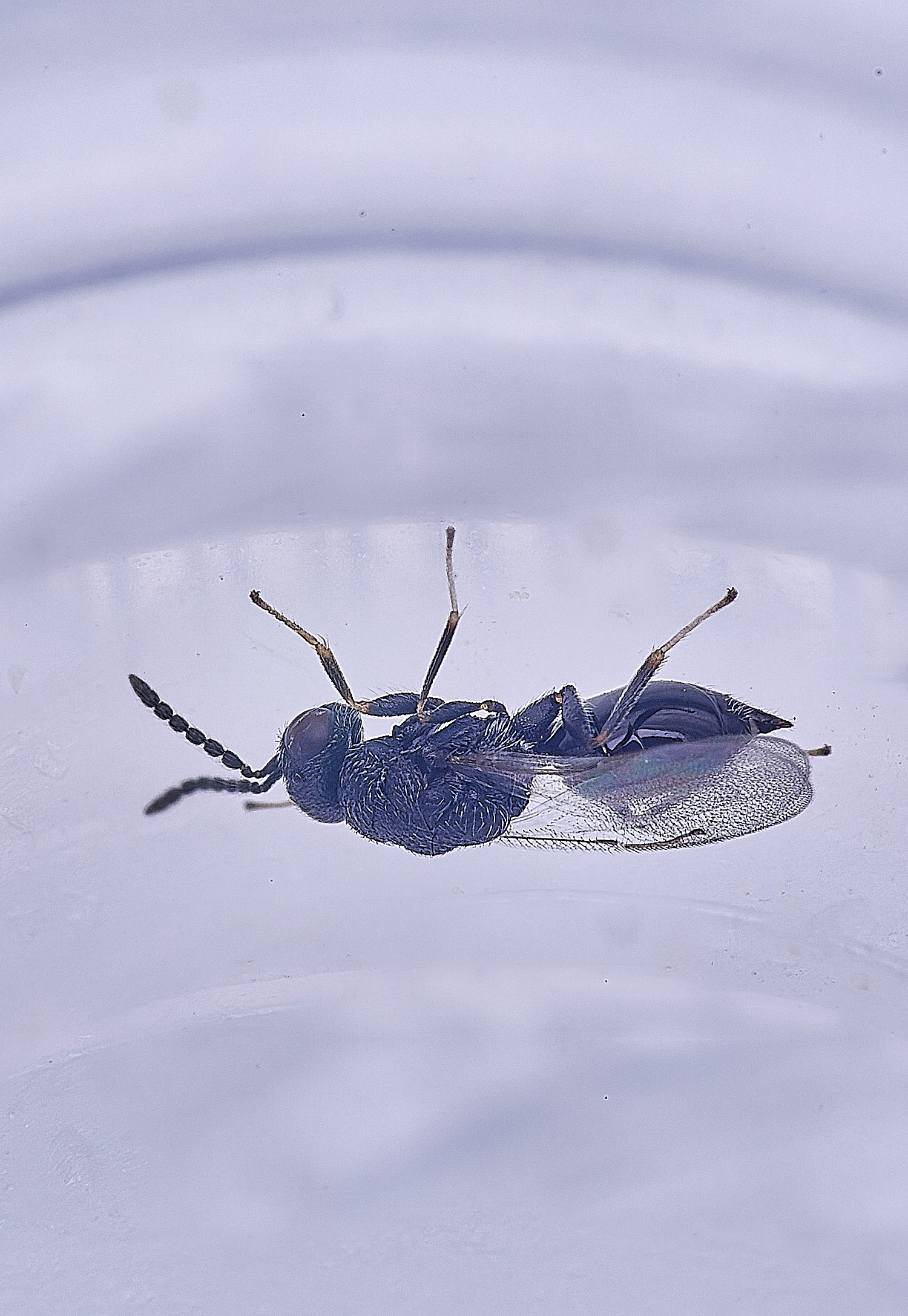 CranwichCampOakFlowerGallWasp090625-3