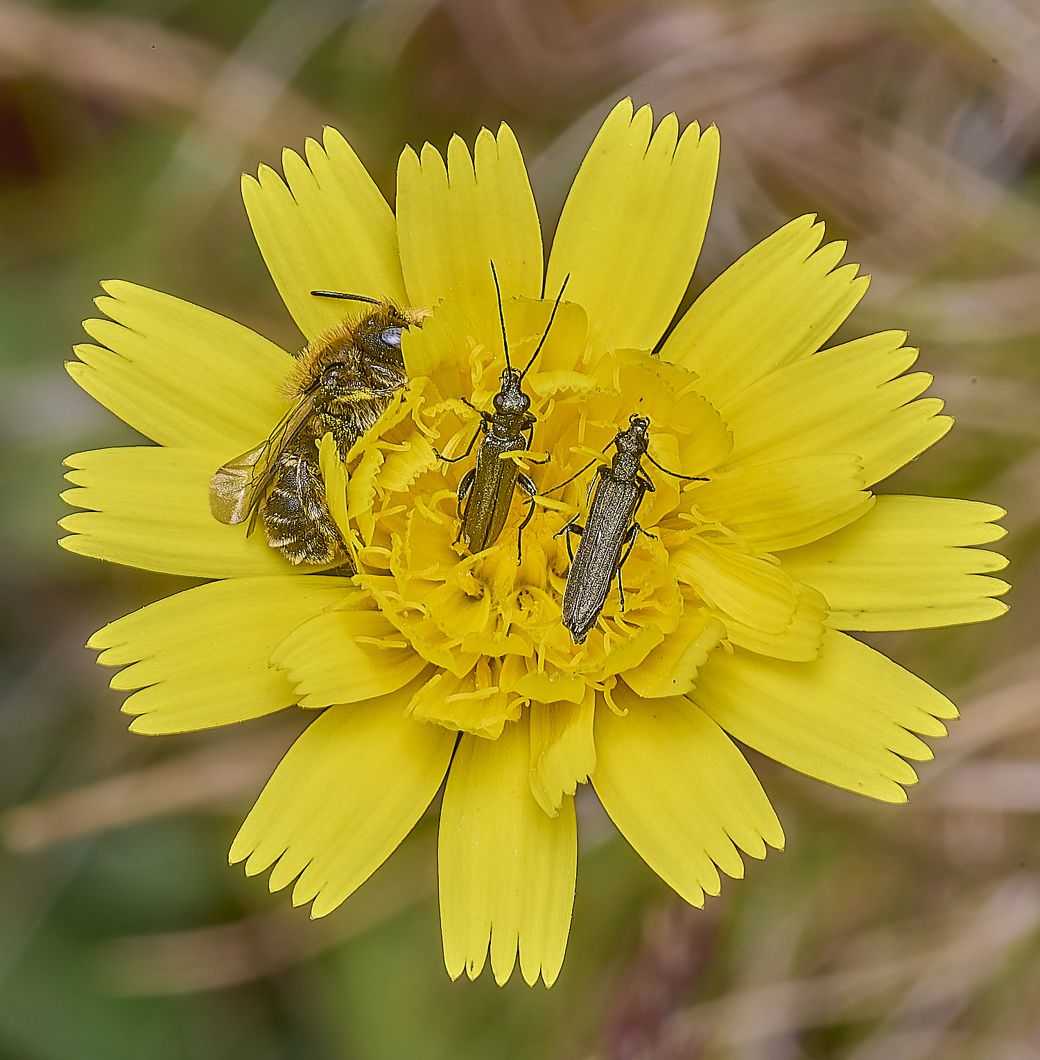 CranwichCampOspinulosa080625-12