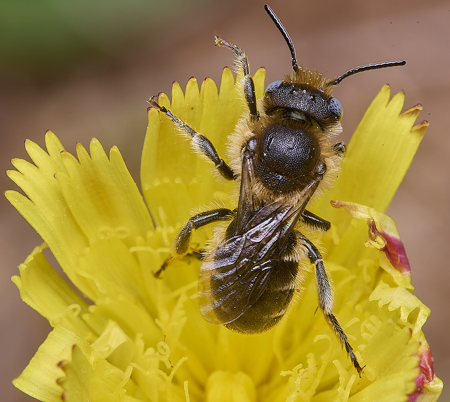 CranwichCampOspinulosa080625-2