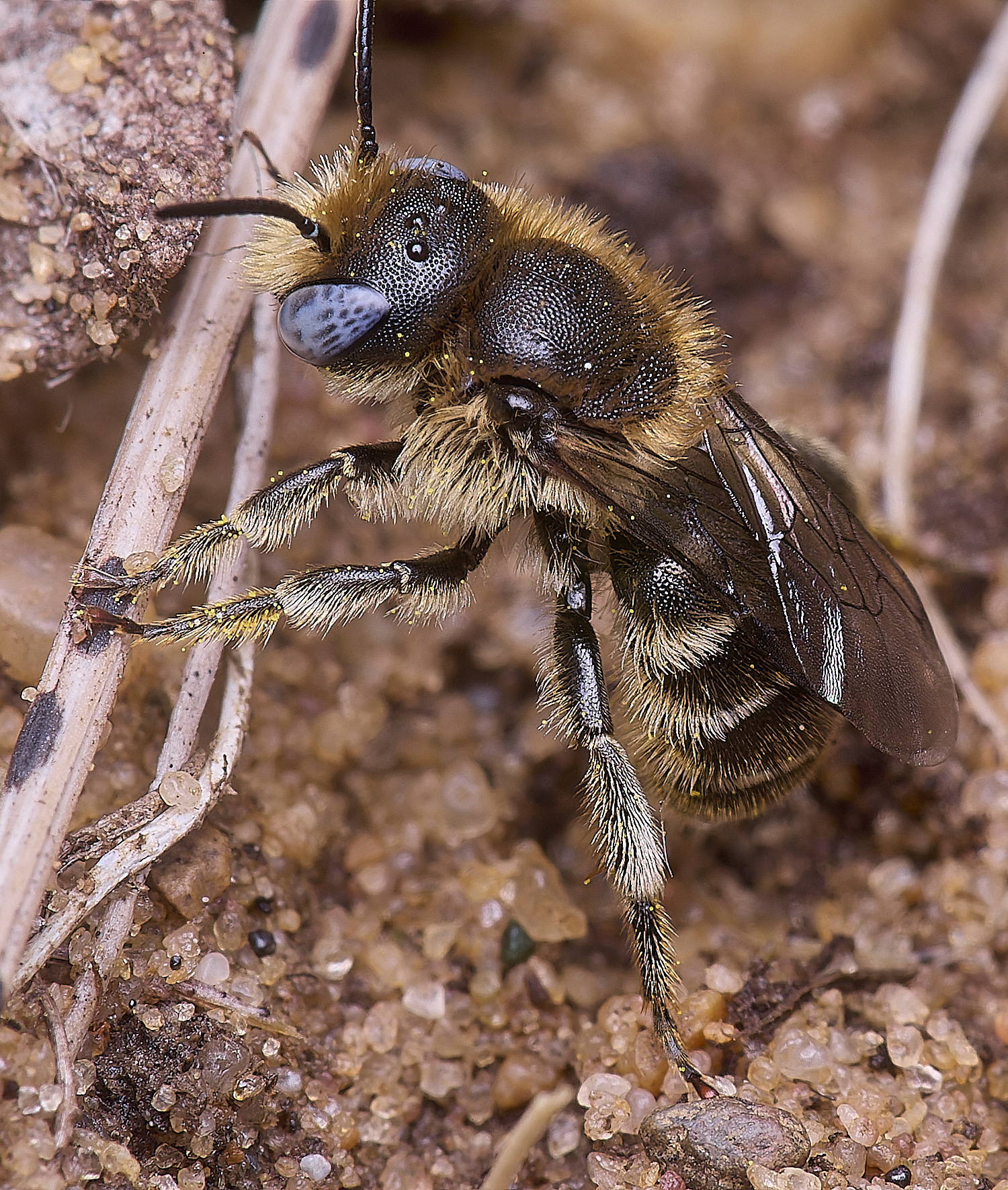 CranwichCampOspinulosa080625-3