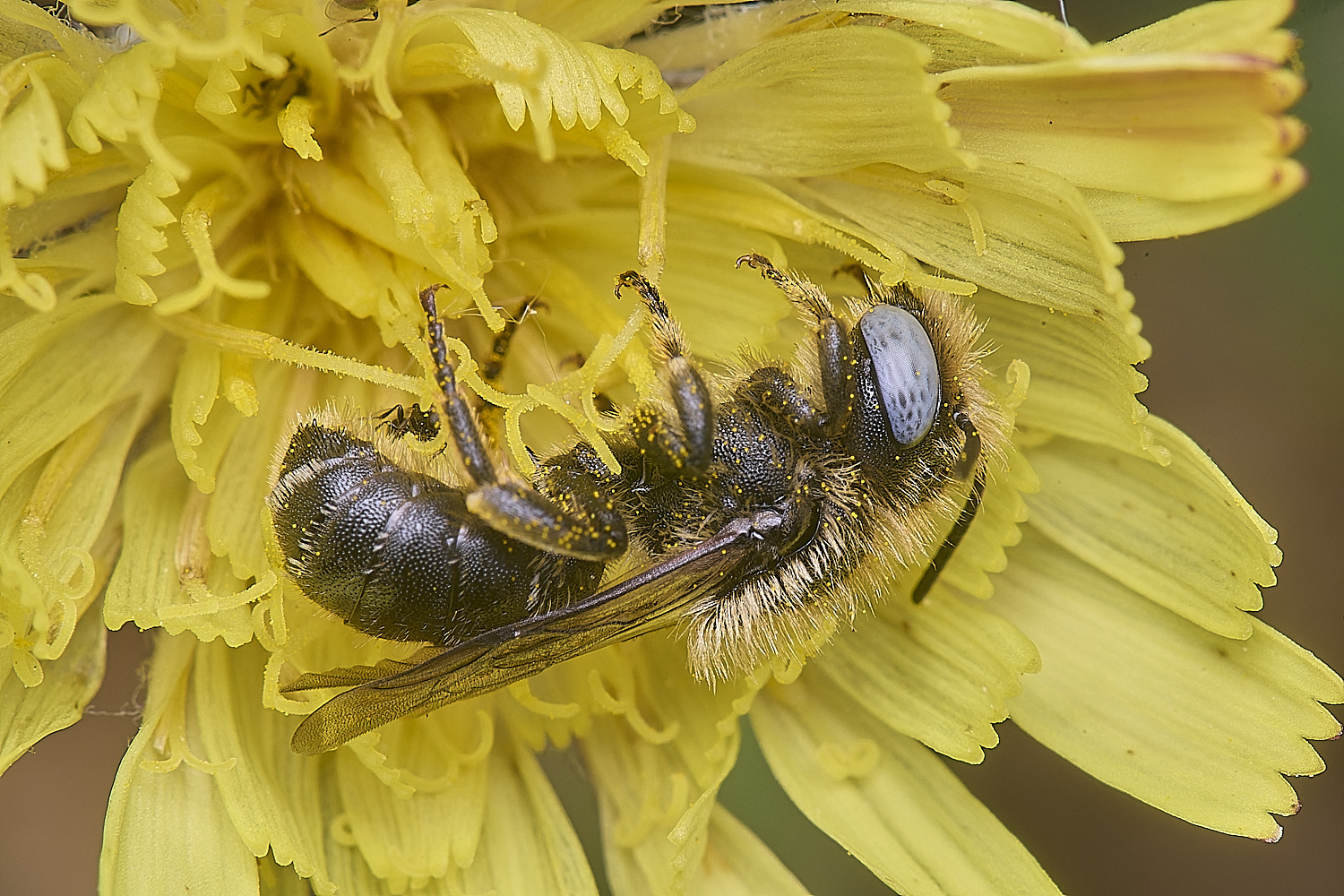 CranwichCampOspinulosa080625-8