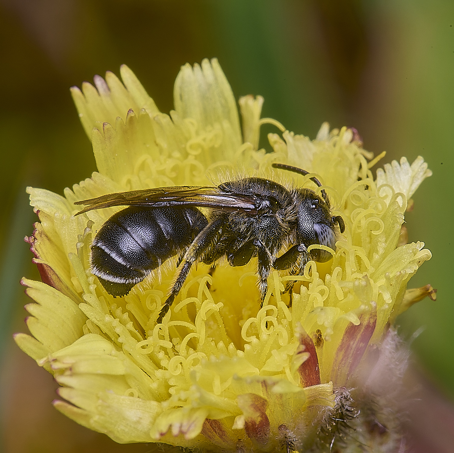 CranwichCampOspinulosa080625-9
