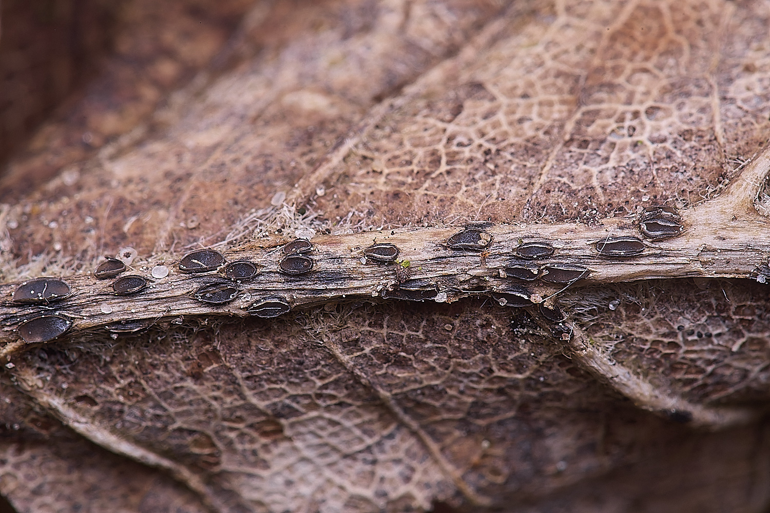 CranwichCampPetioleAsco080625-2