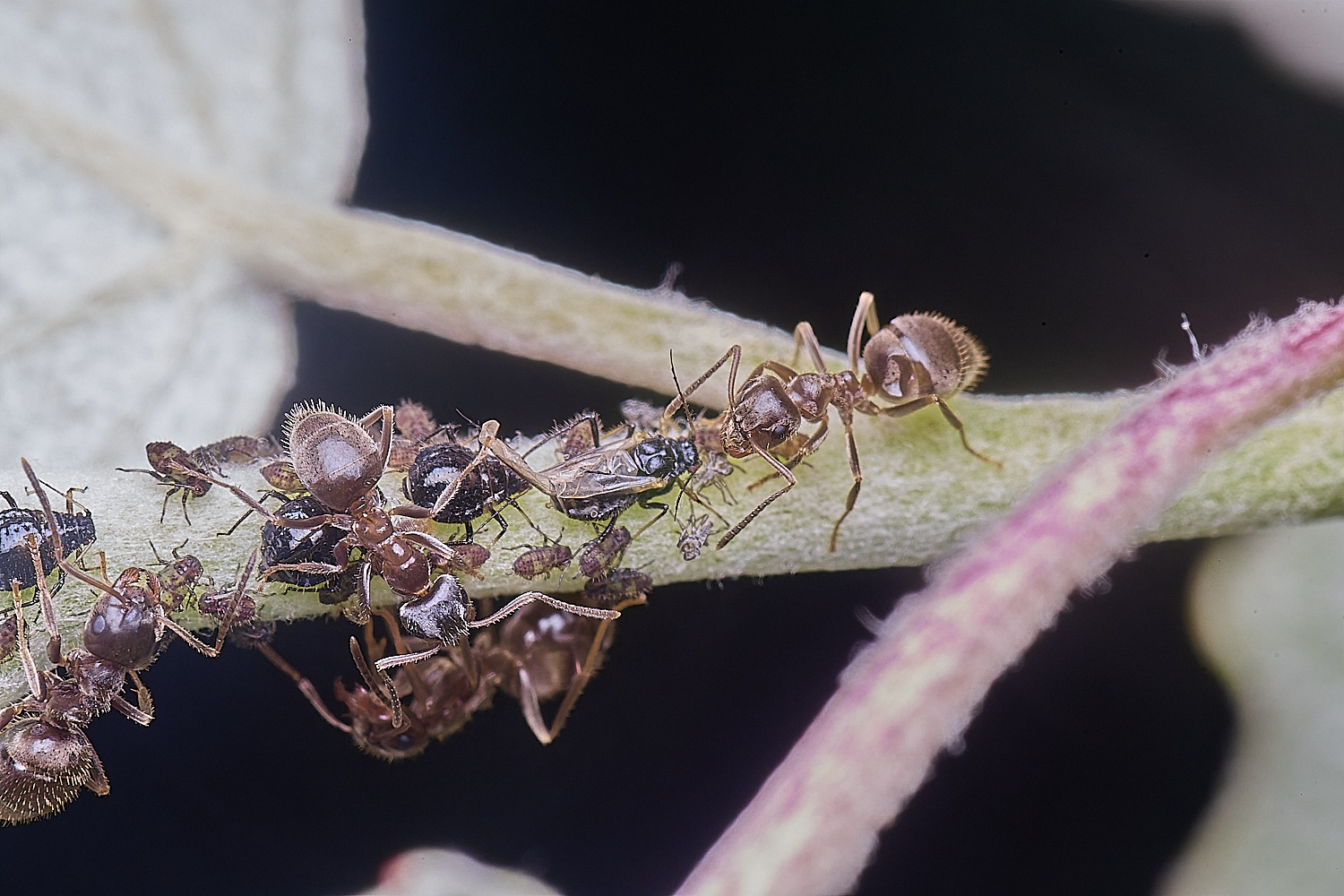 CranwichCampPoplAphid080625-1